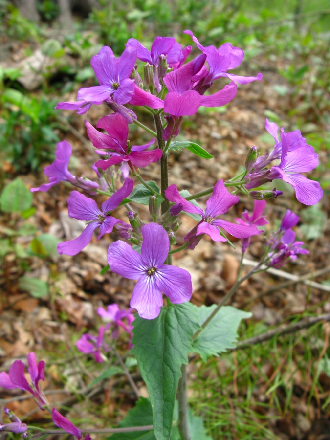 Lunaria annua Brassicaceae