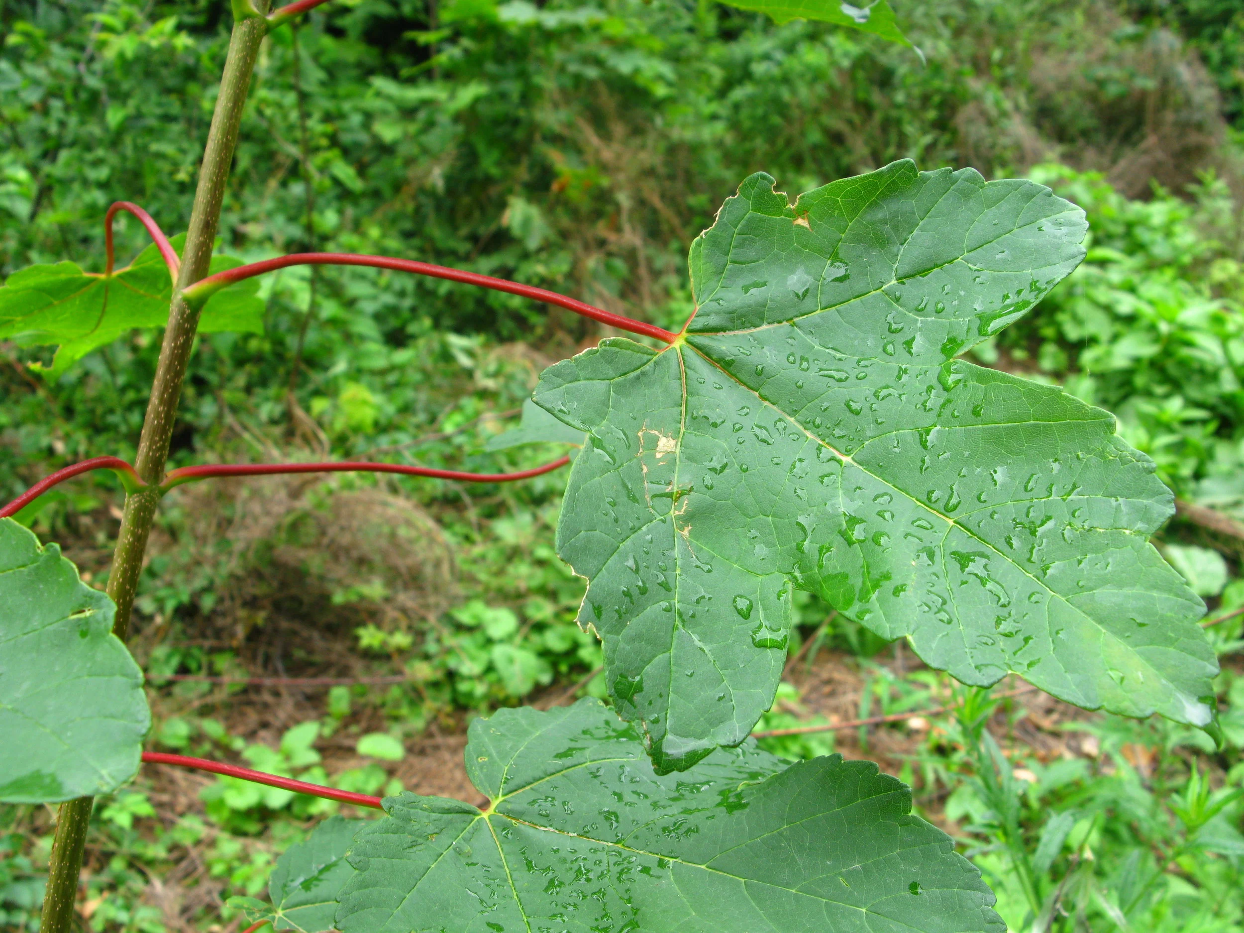 Acer pseudoplatanus Aceraceae