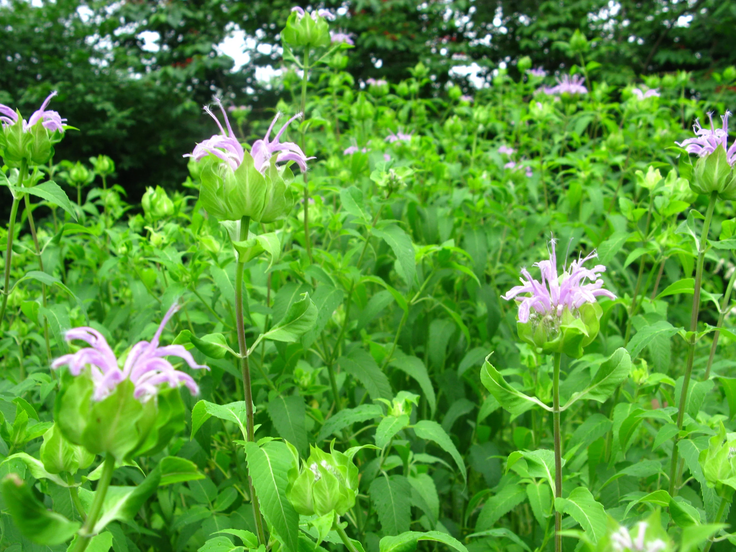 Monarda fistulosa Lamiaceae