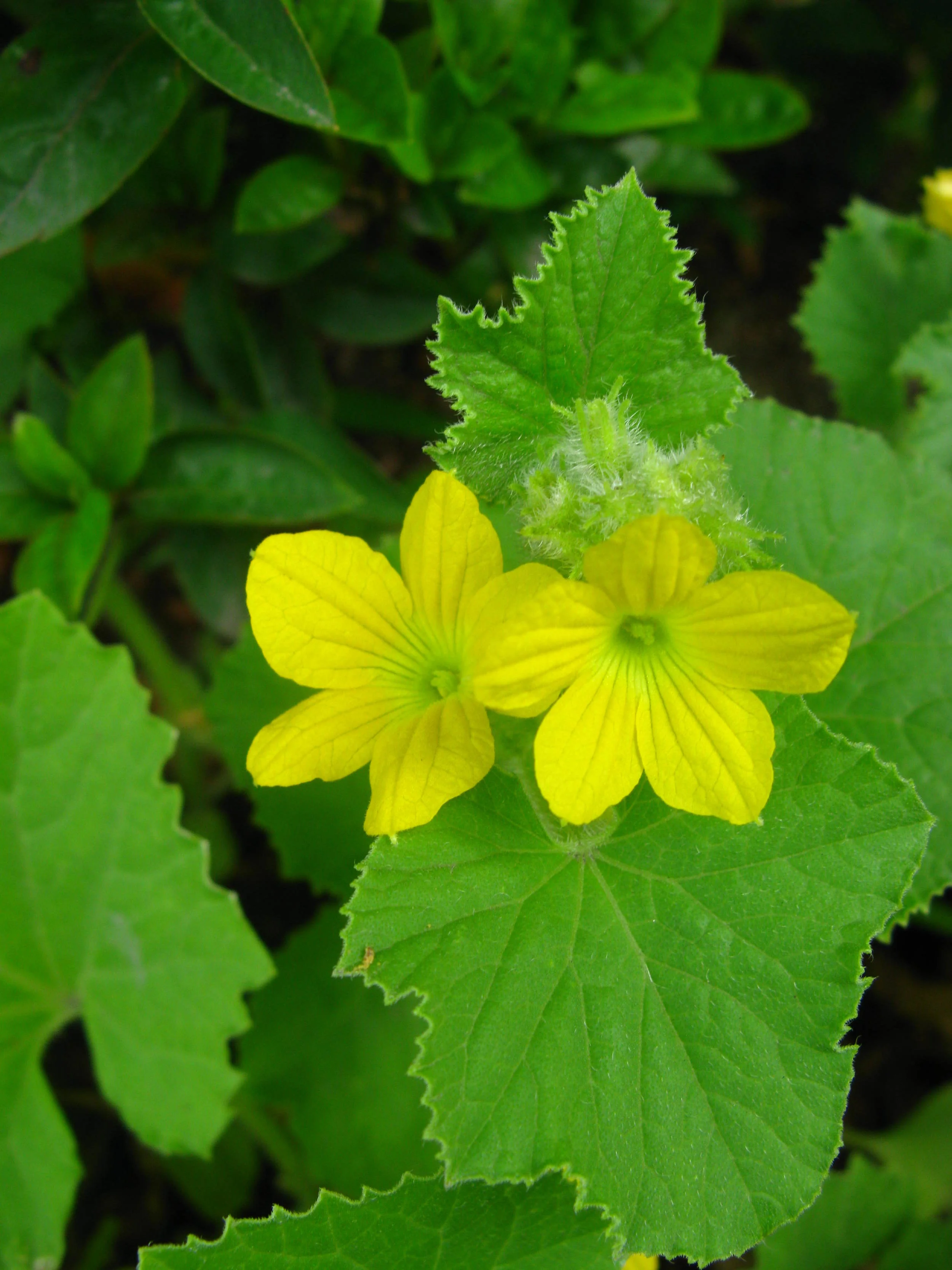 Cucumis melo Curcurbitaceae