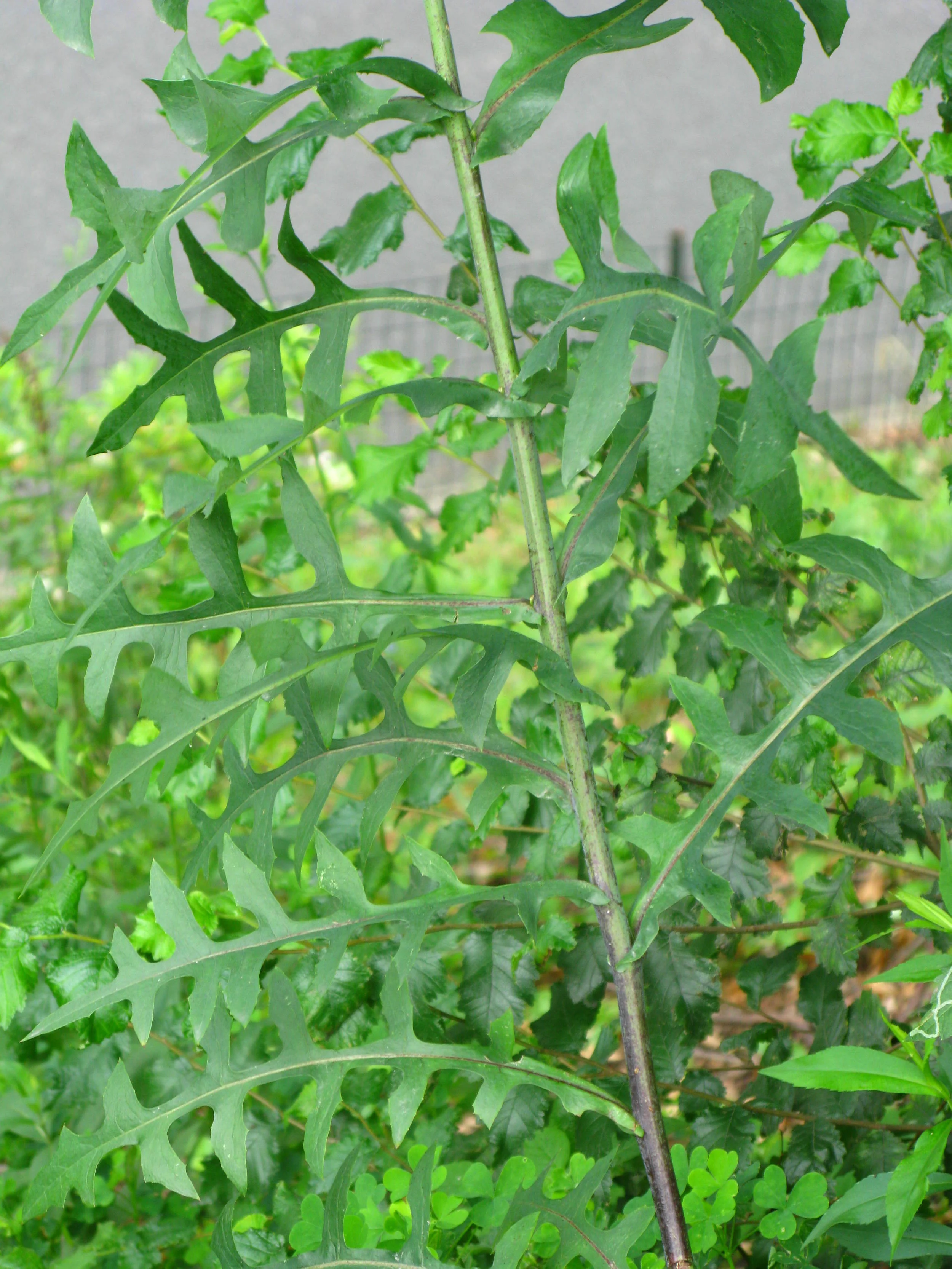 Lactuca canadensis Asteraceae