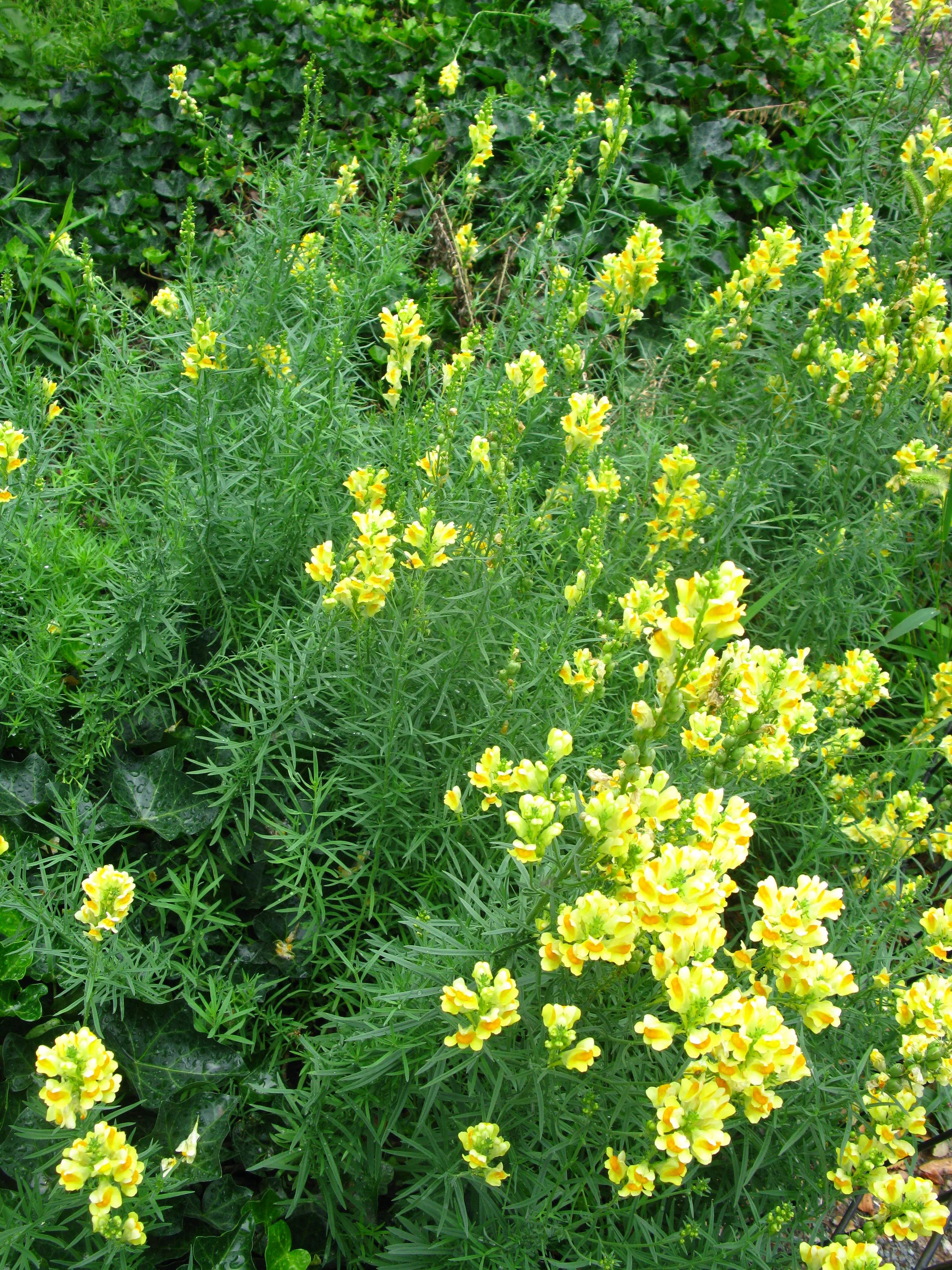 Linaria vulgaris Scrophulariaceae