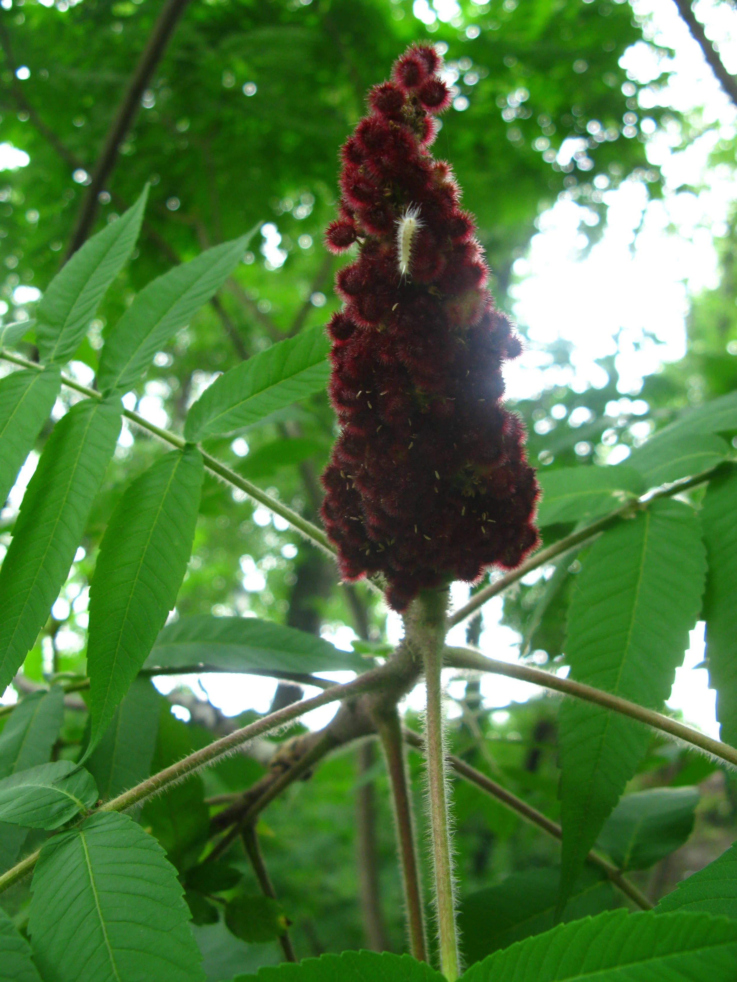 Rhus typhina Anacardiaceae