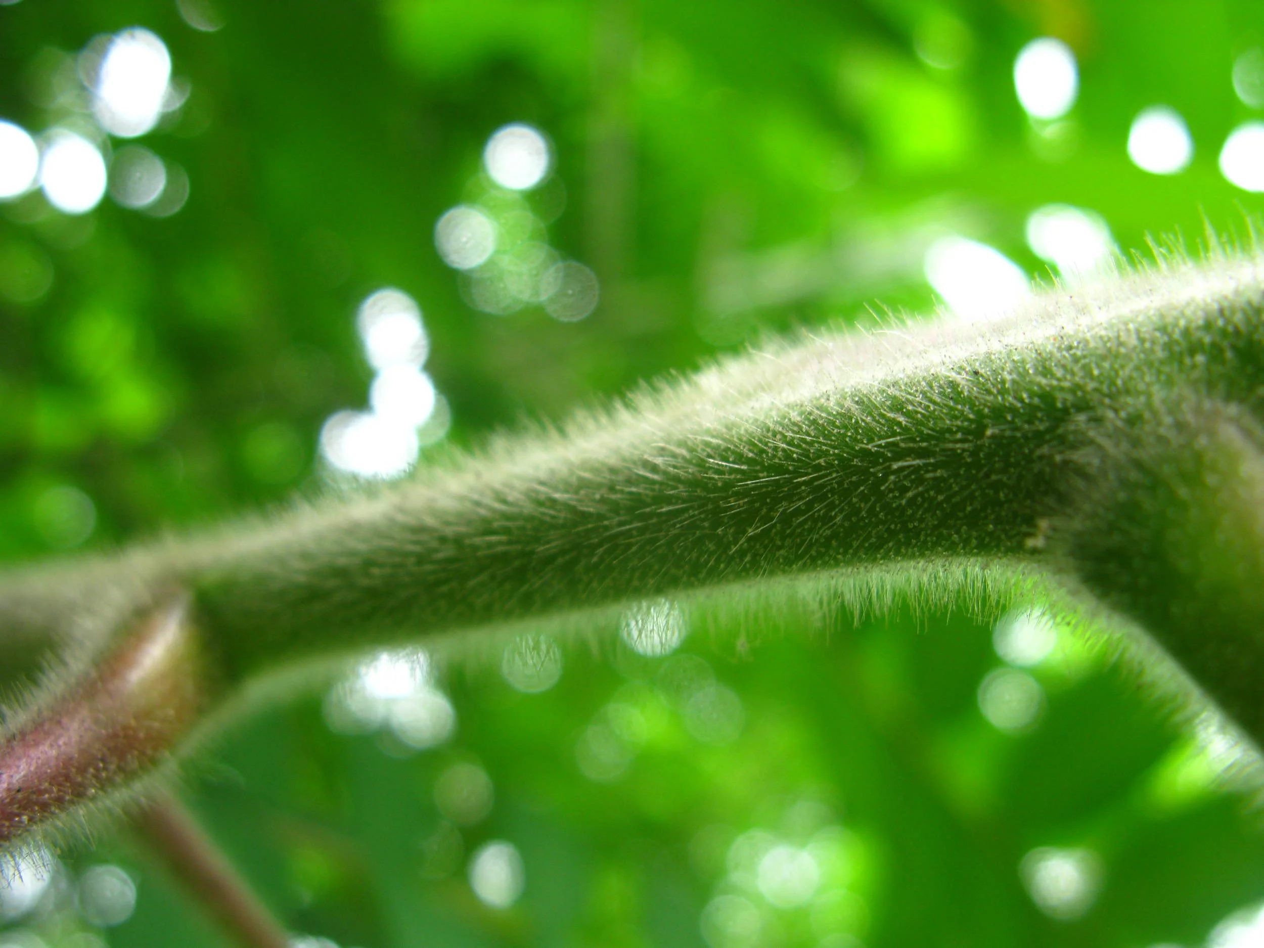 Rhus typina Anacardiaceae