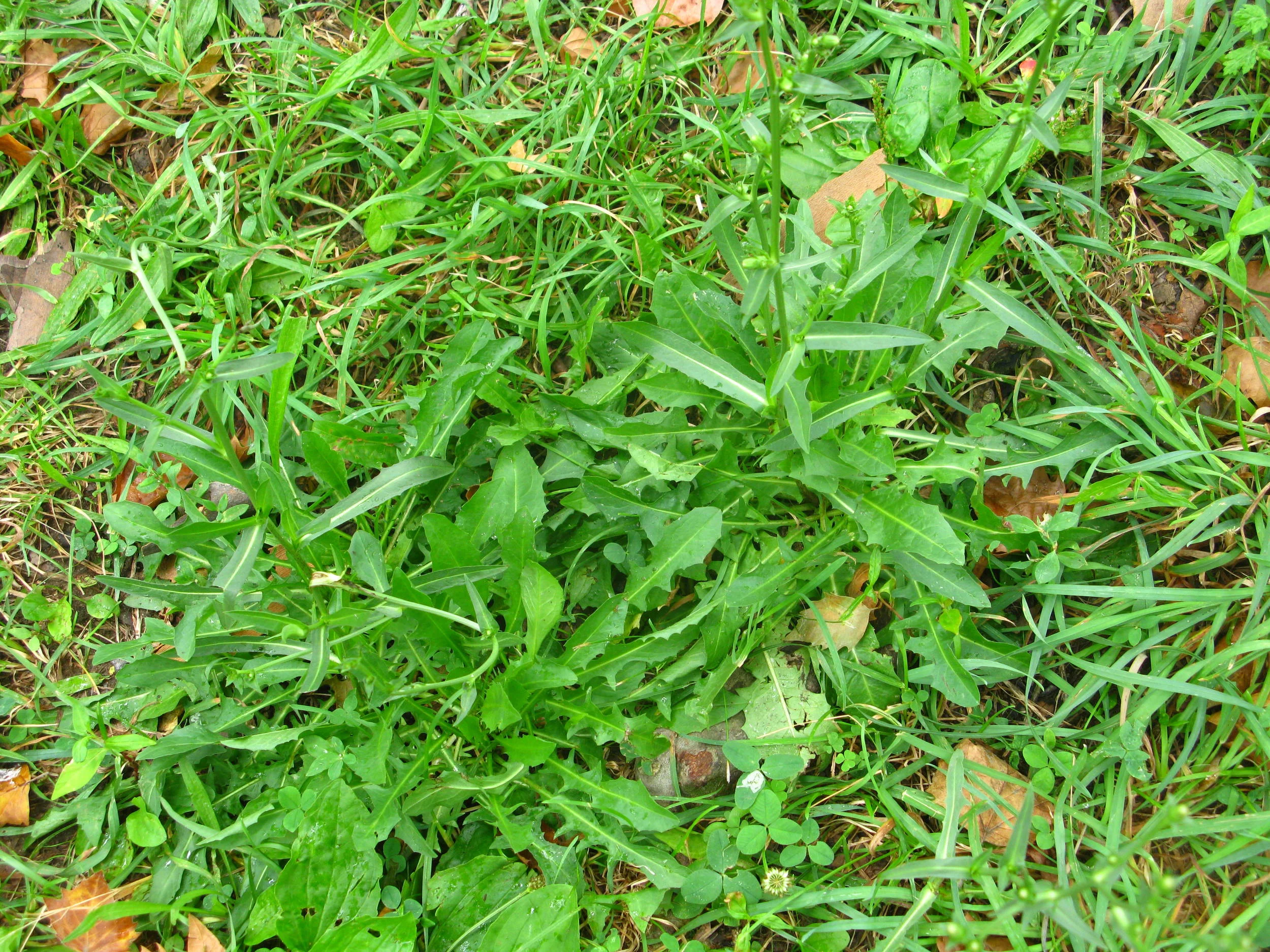 Cichorium intybus Asteraceae