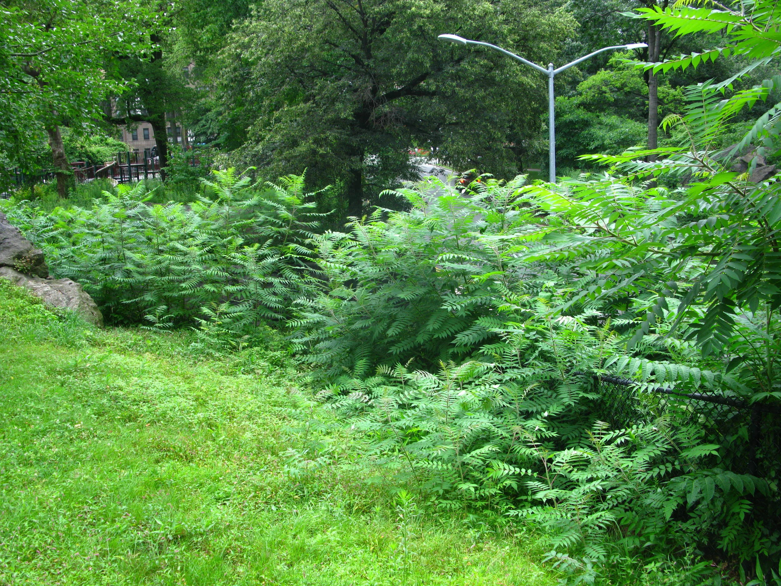 Rhus glabra Anacardiaceae