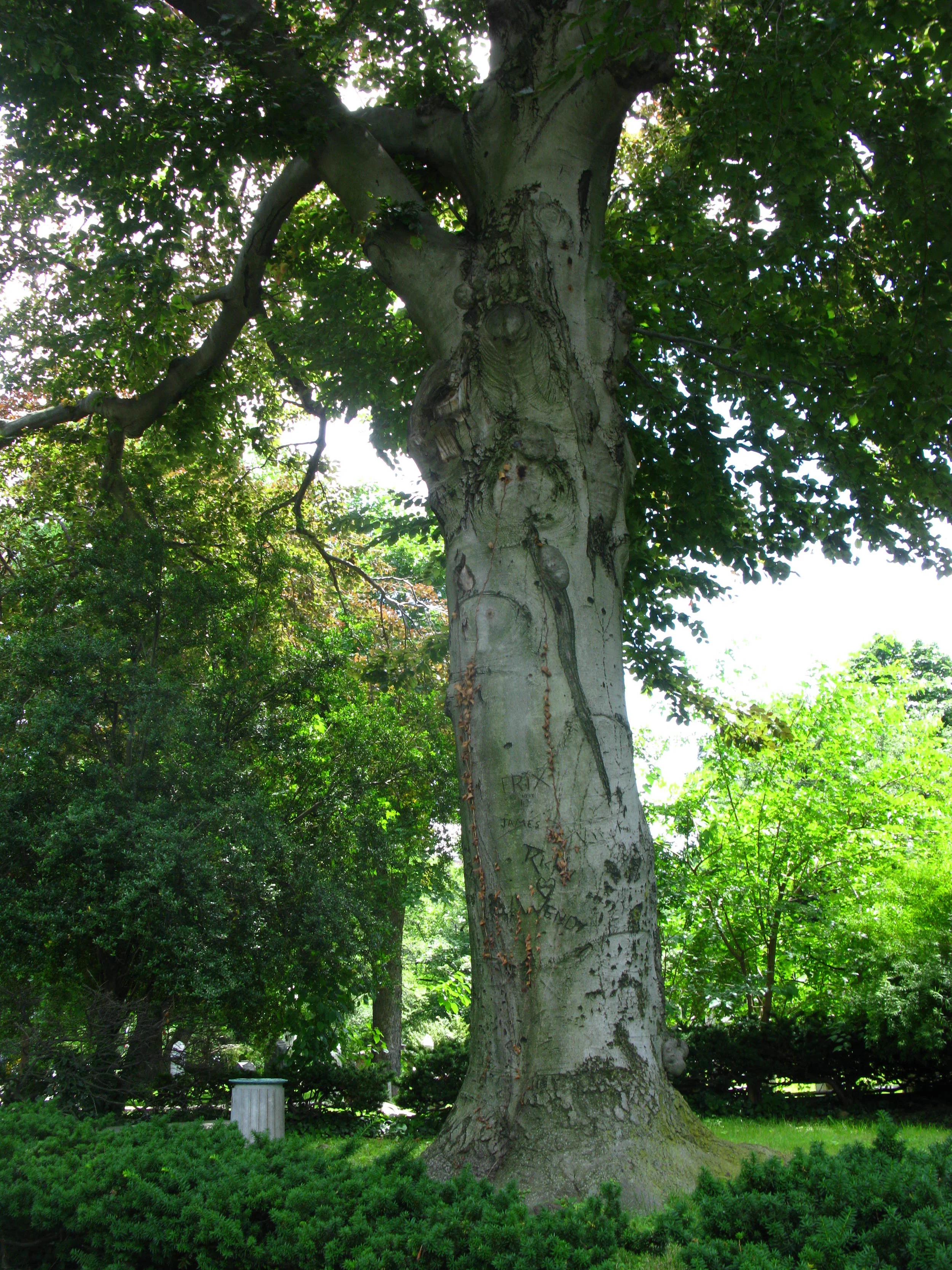 Fagus grandifolia Fagaceae