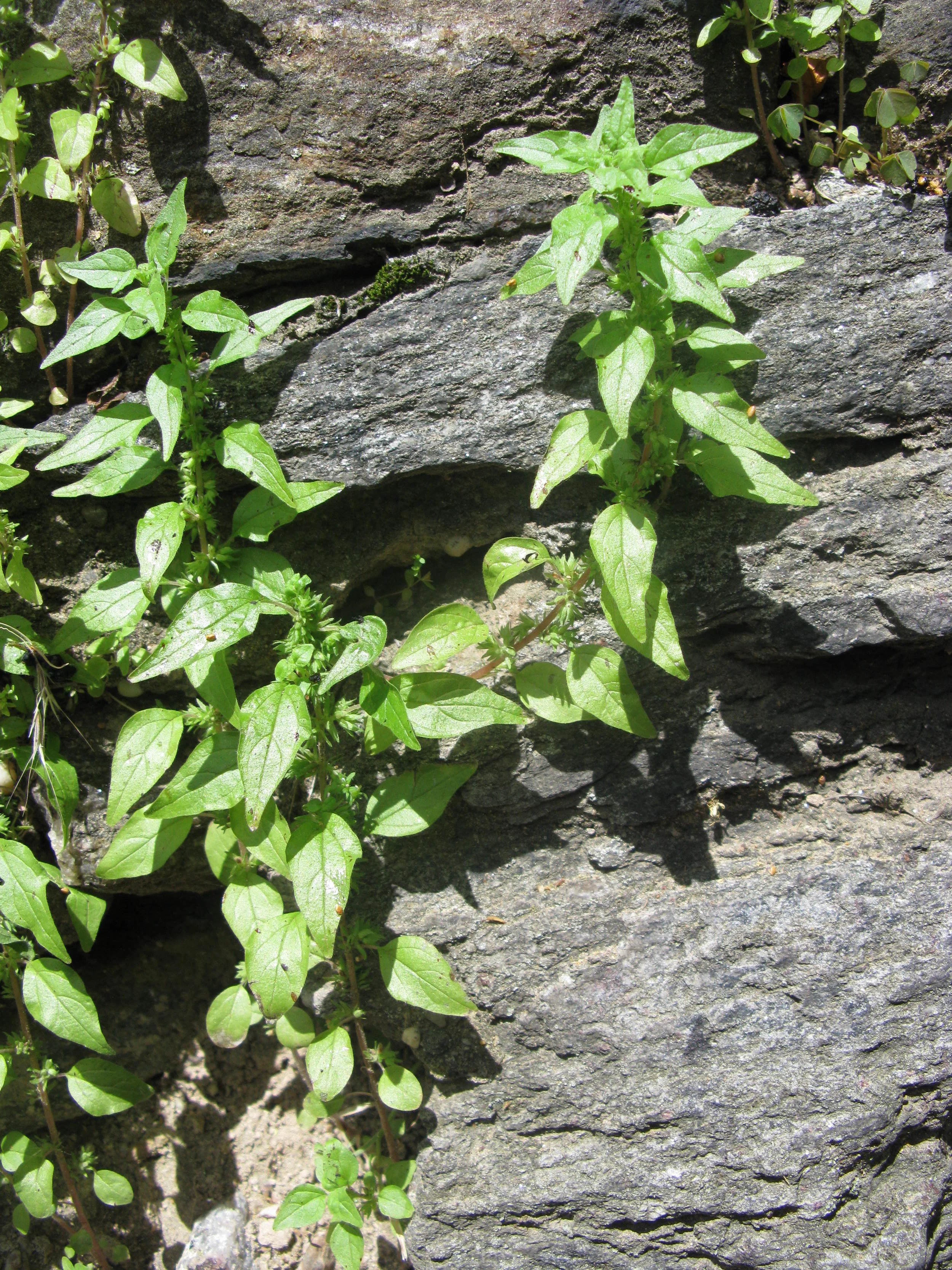 Parietaria pensylvanica Urticaceae