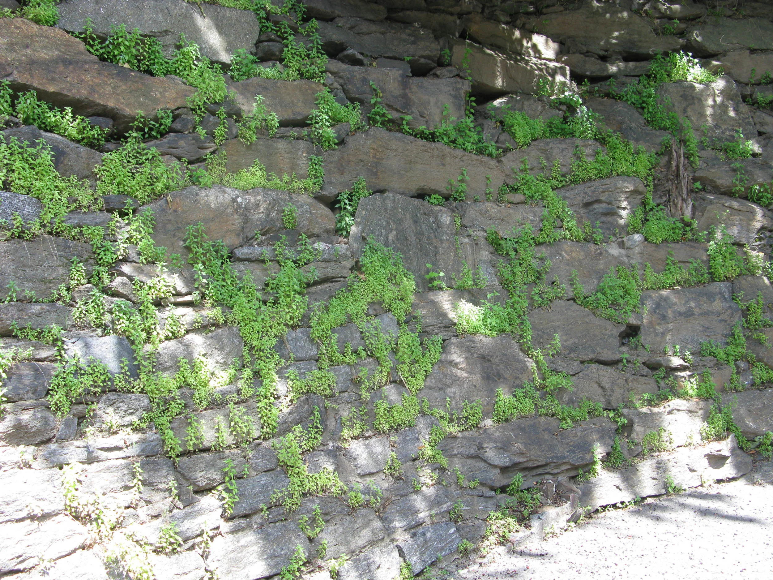 Parietaria pensylvanica Urticaceae