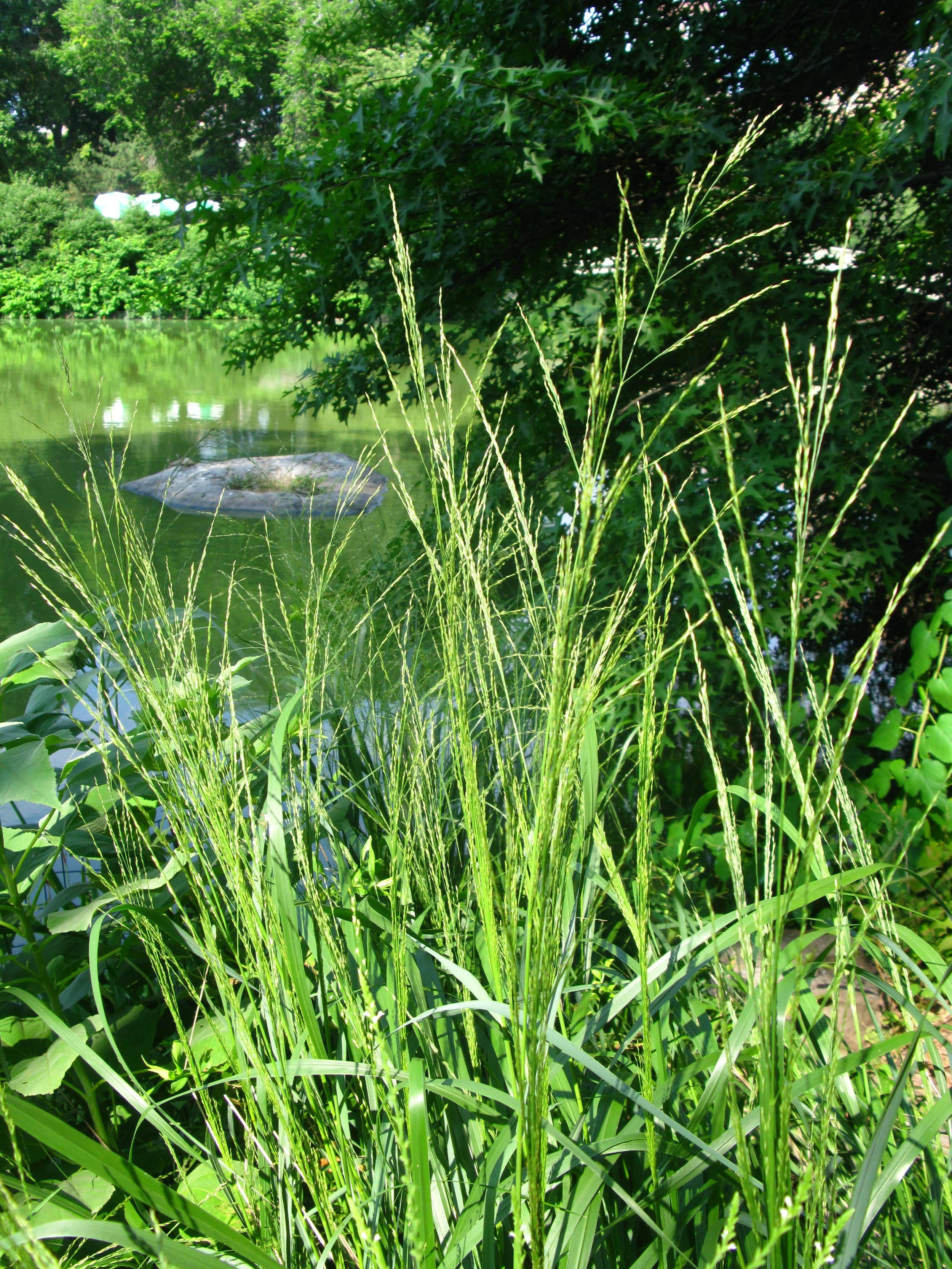 Panicum sp. Poaceae