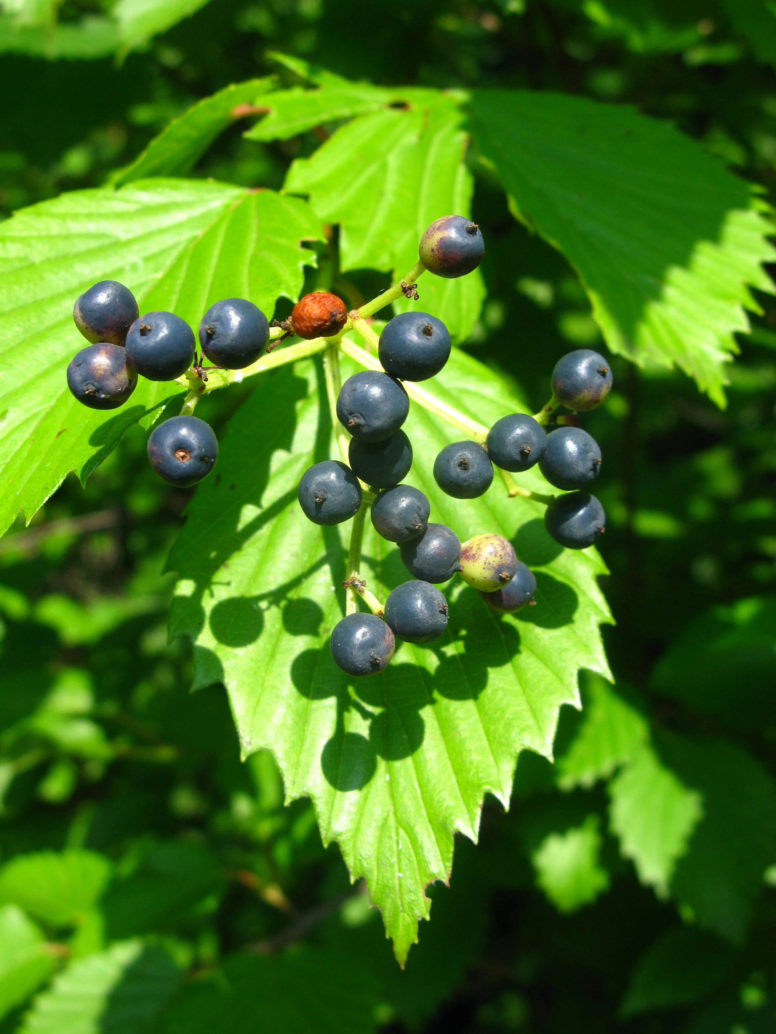 Viburnum dentatum Adoxaceae