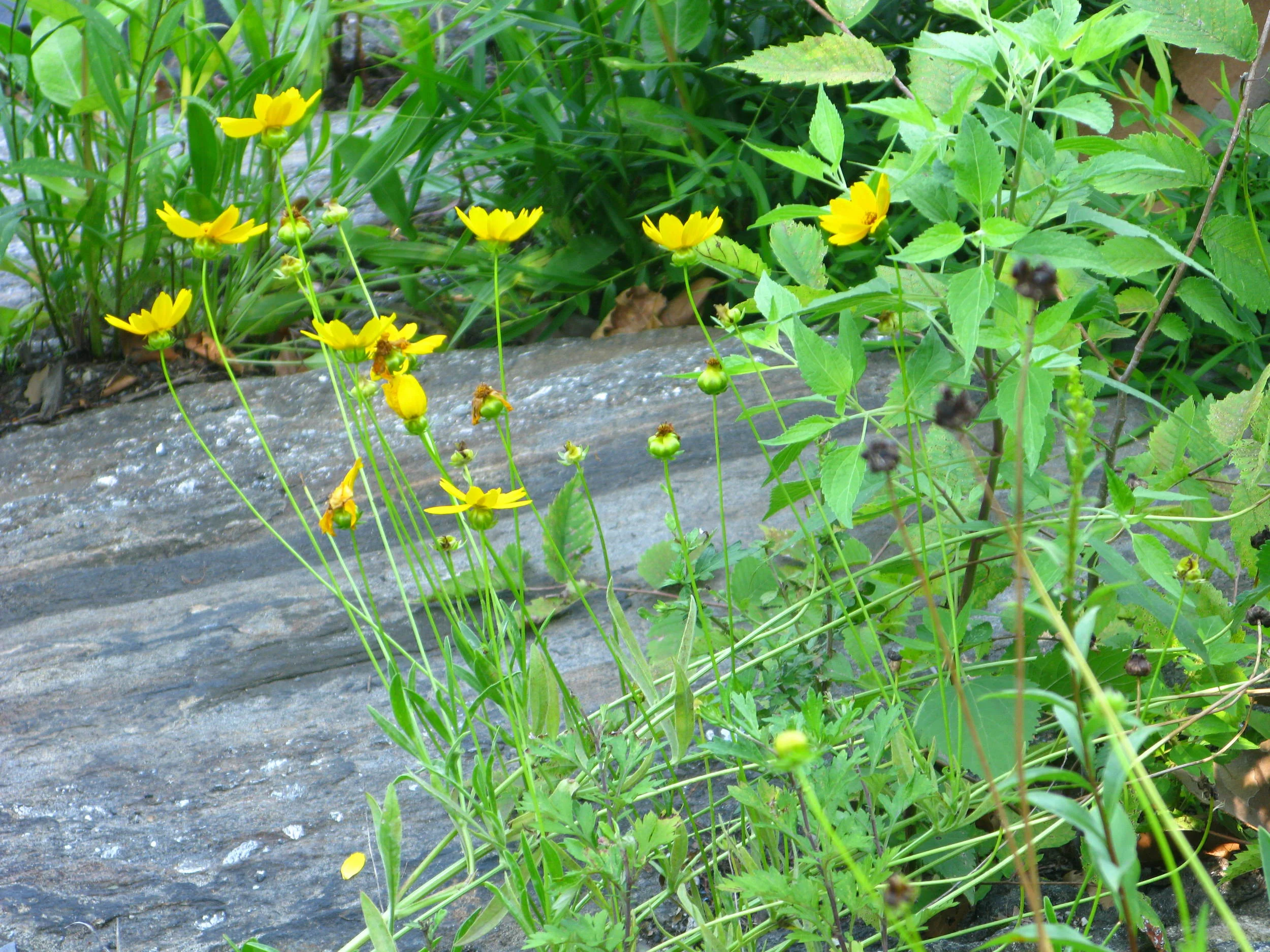 Coreopsis lanceolata Asteraceae