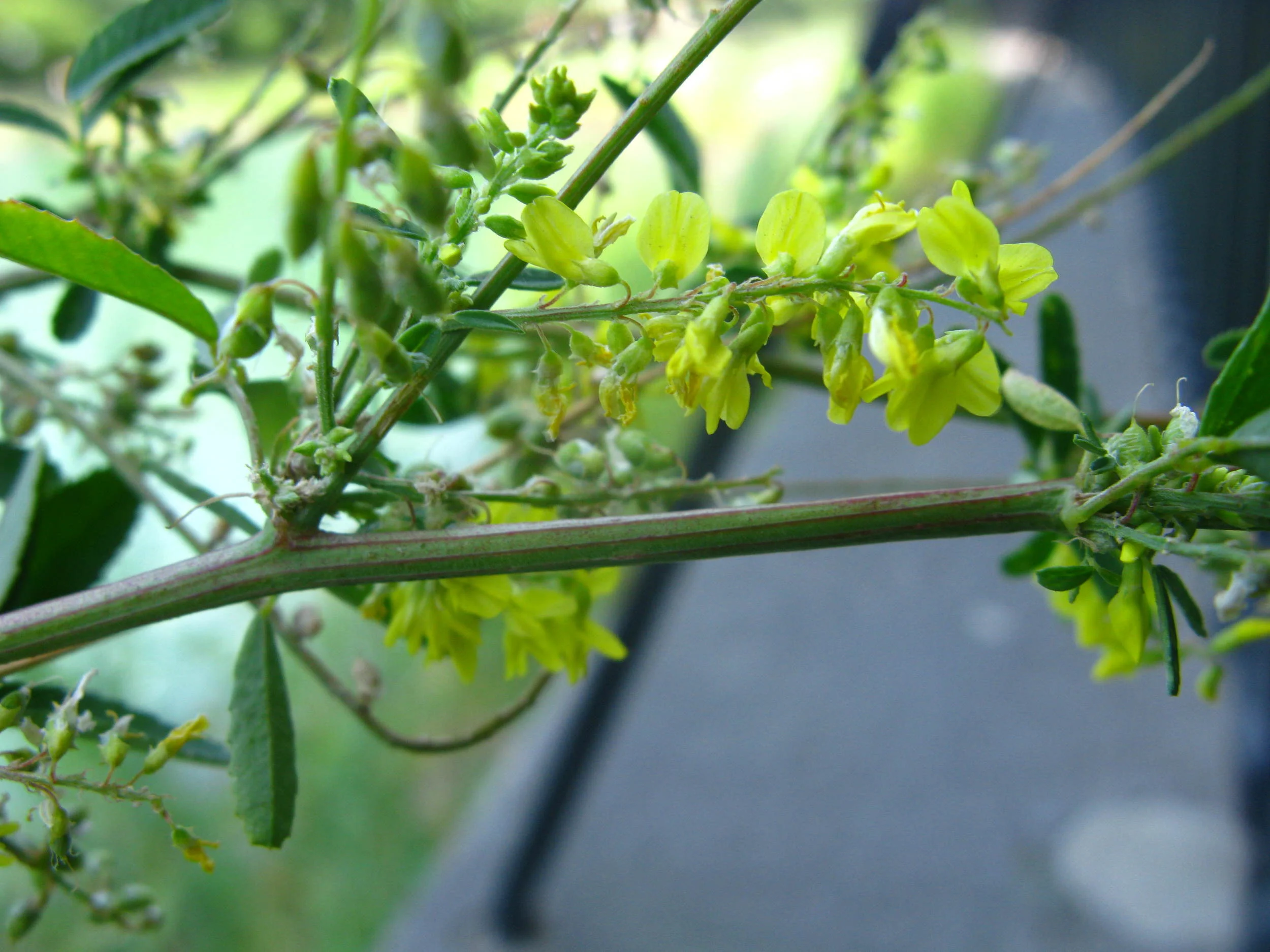 Melilotus officinalis Fabaceae