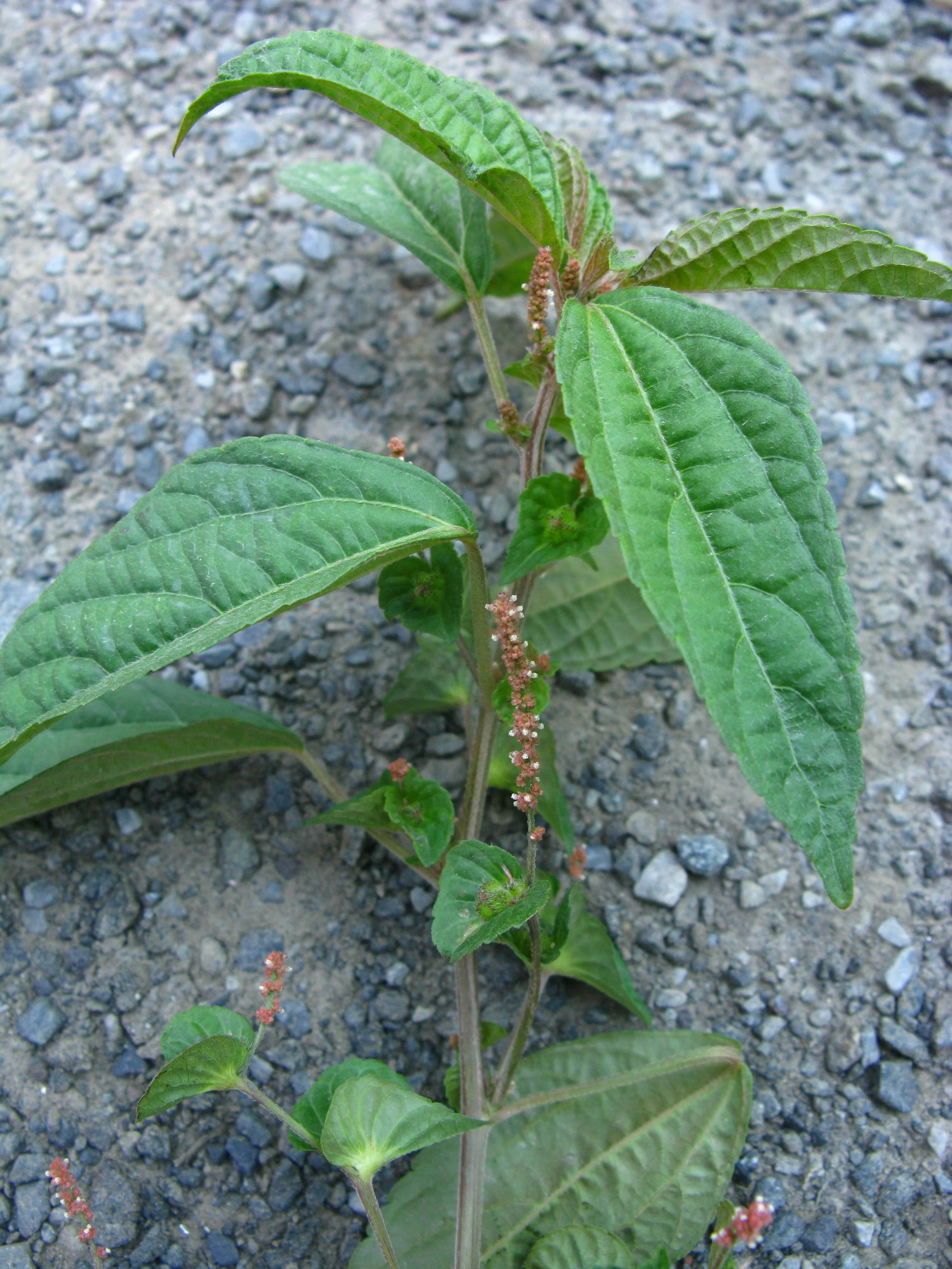 Acalypha australis Euphorbiaceae