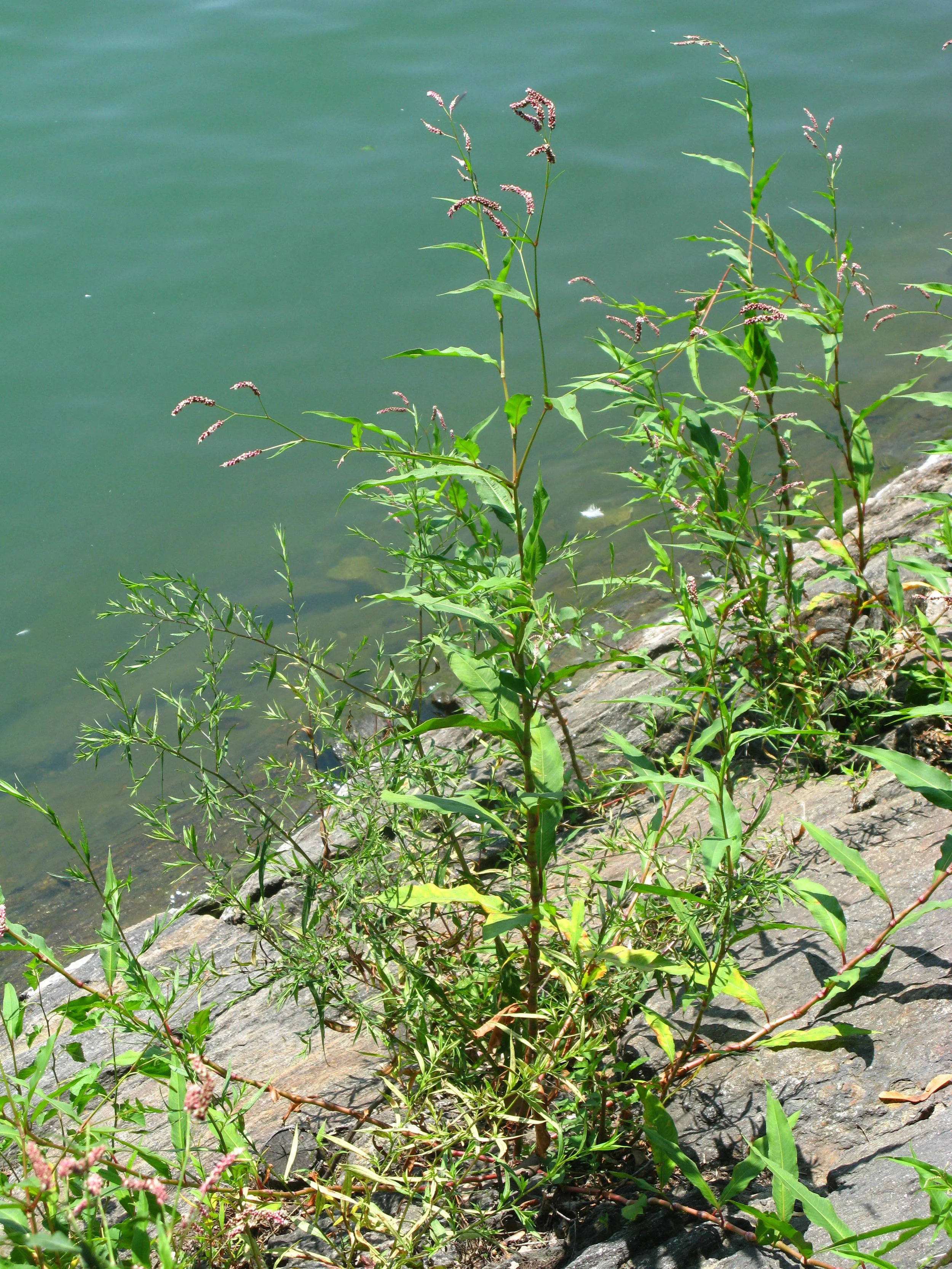 Persicaria extremiorientalis Polygonaceae