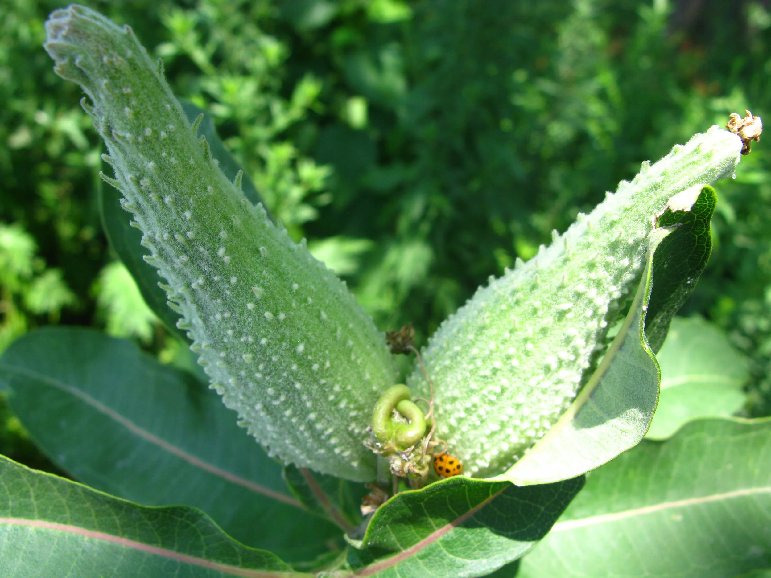 Asclepias syriaca Asclepiadaceae