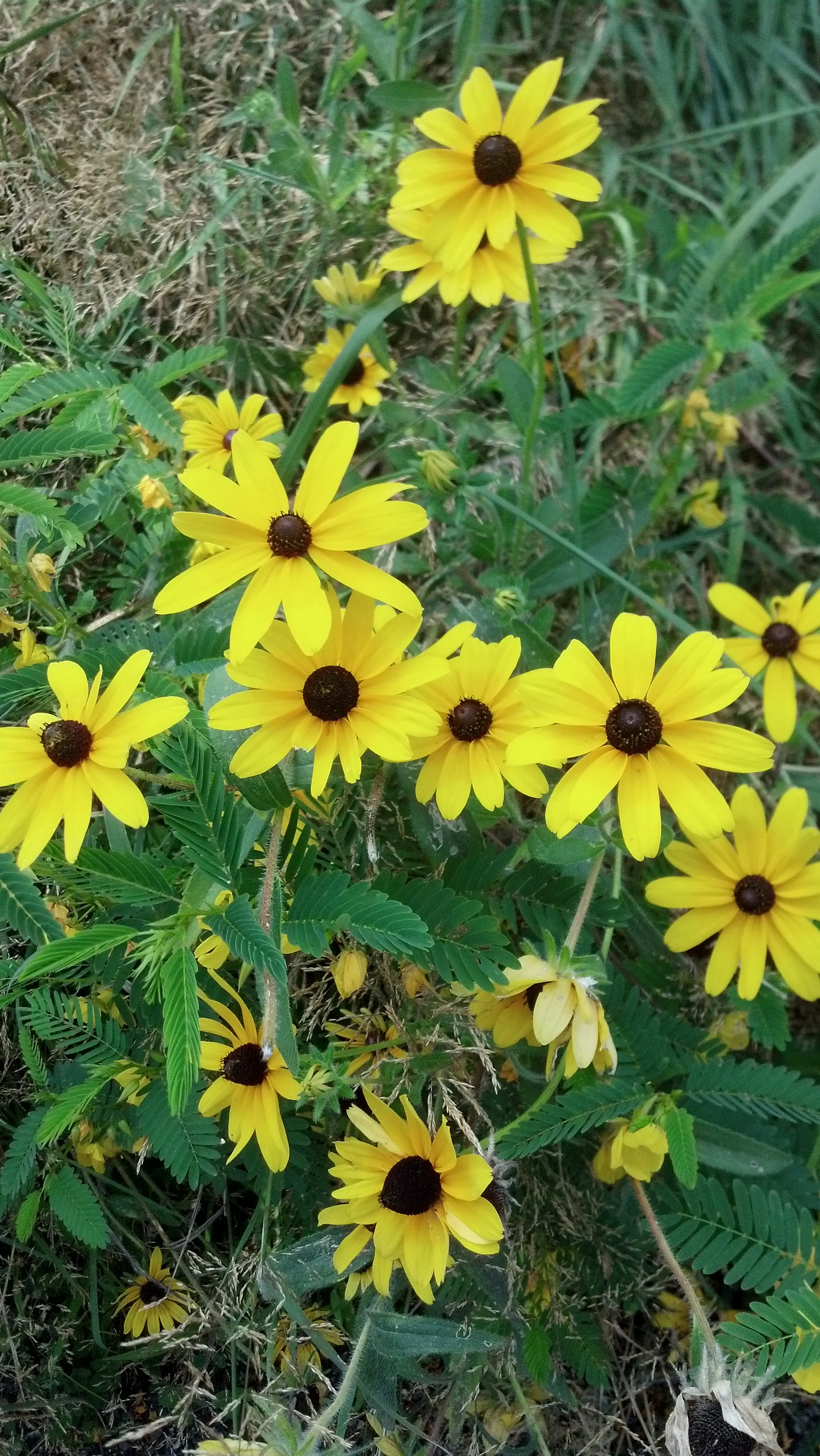 Rudbeckia triloba Asteraceae
