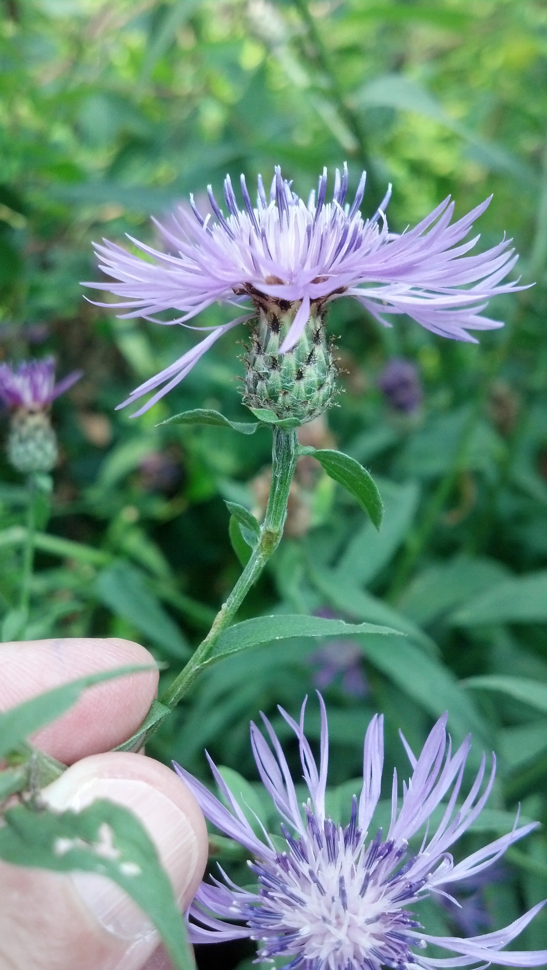 Centaurea maculosa Asteraceae
