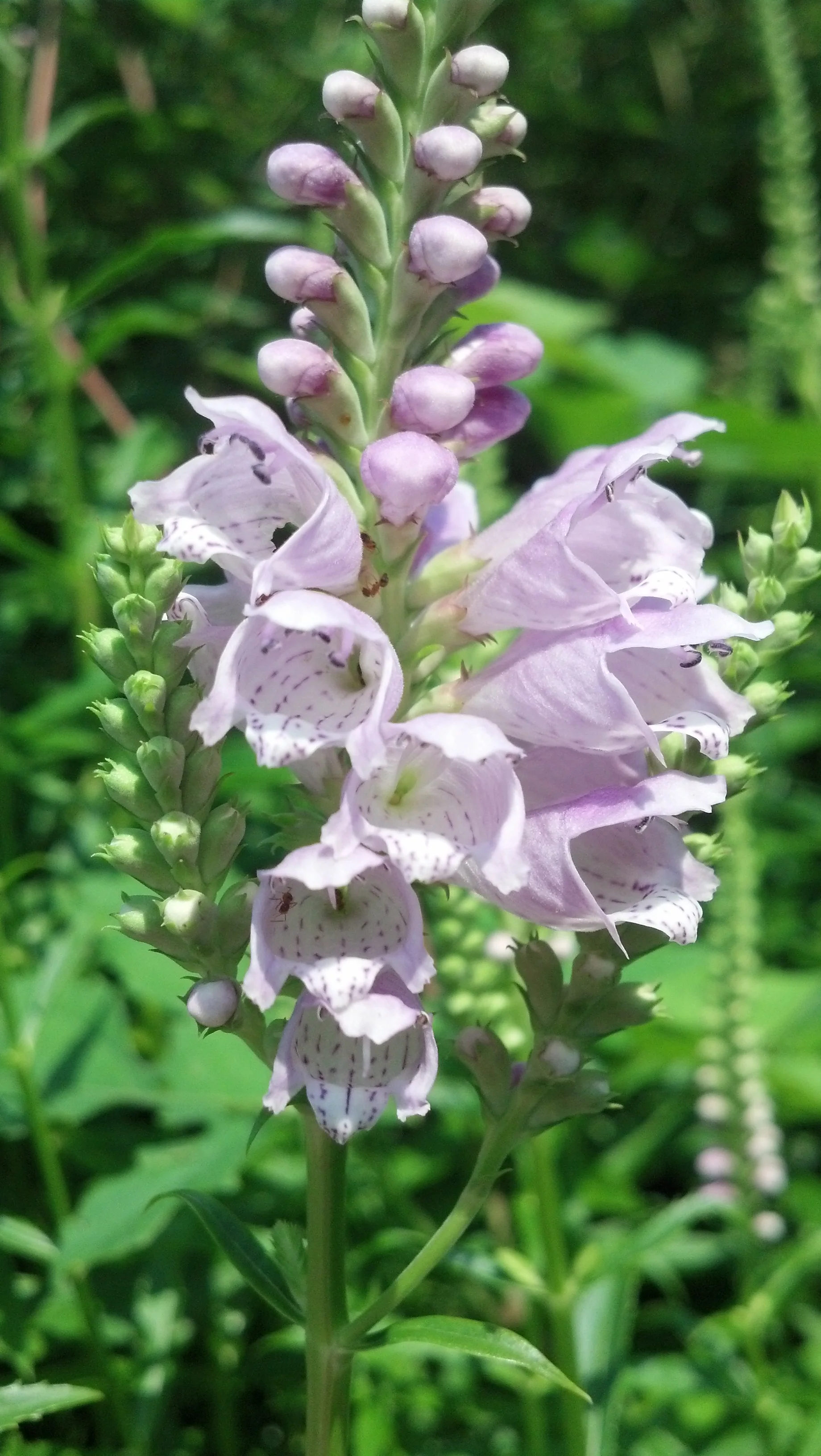 Physostegia virginiana Lamiaceae