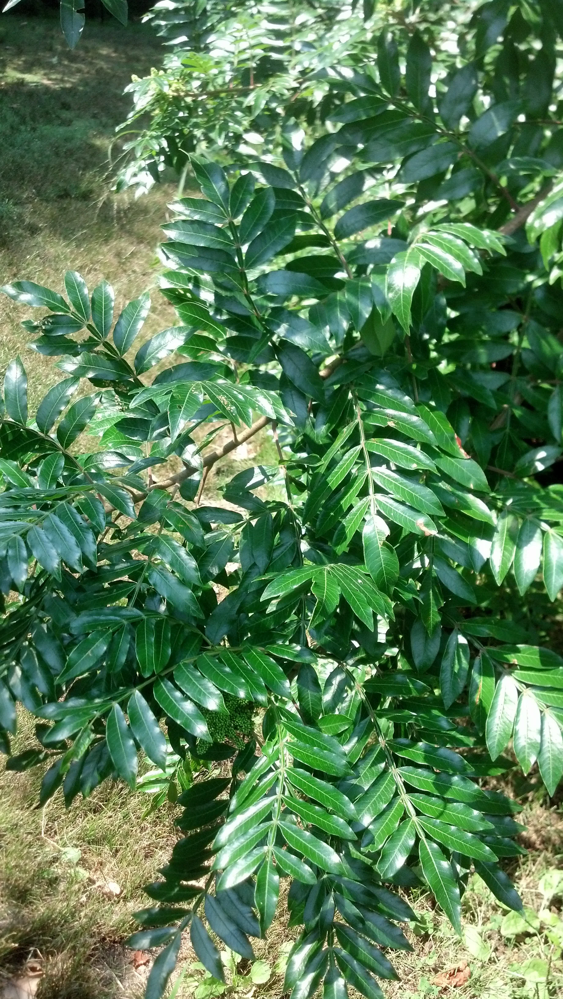 Rhus coppalinum Anacardiaceae