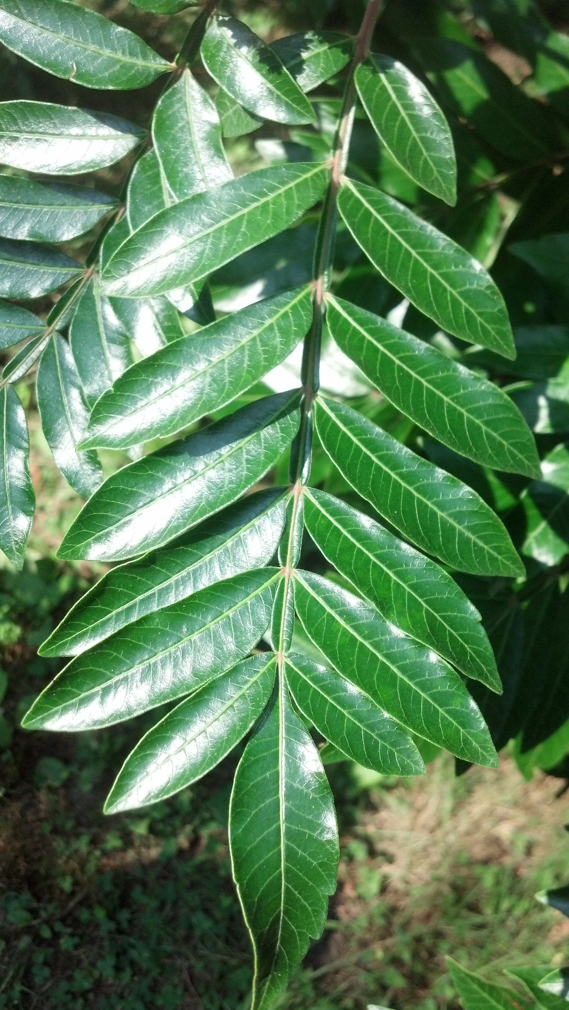 Rhus coppalinum Anacardiaceae