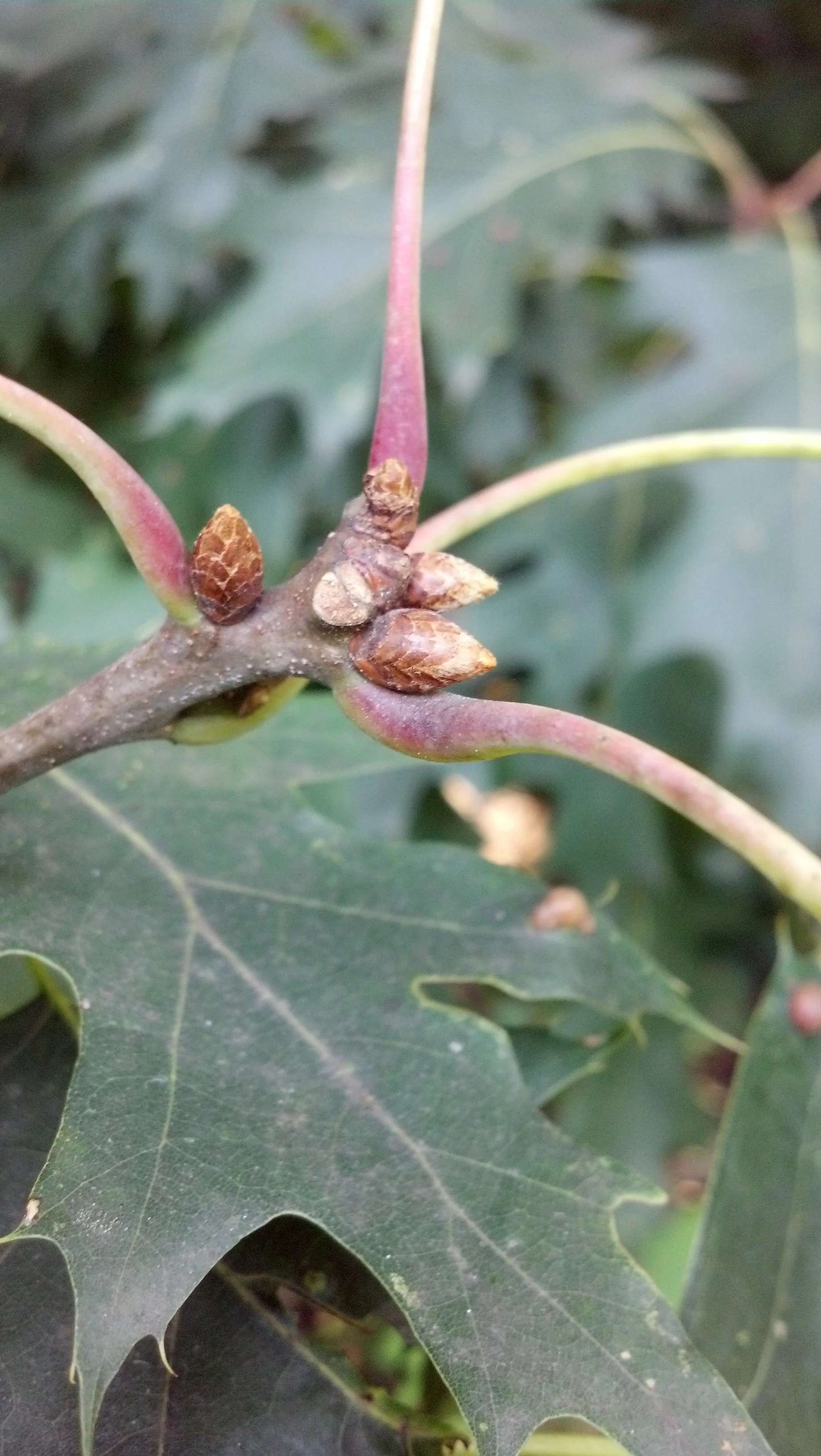Quercus rubra Fagaceae