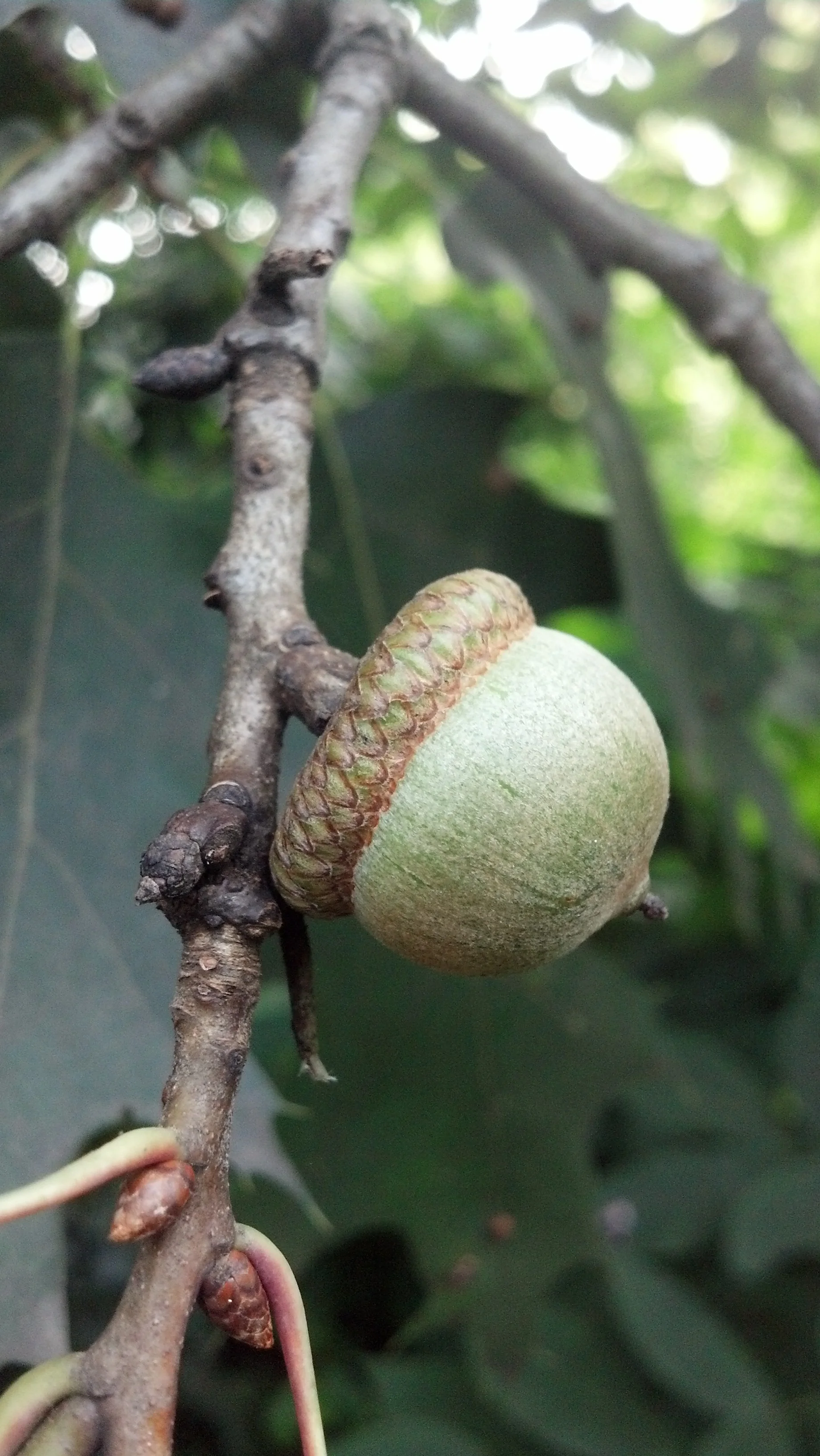 Quercus rubra Fagaceae