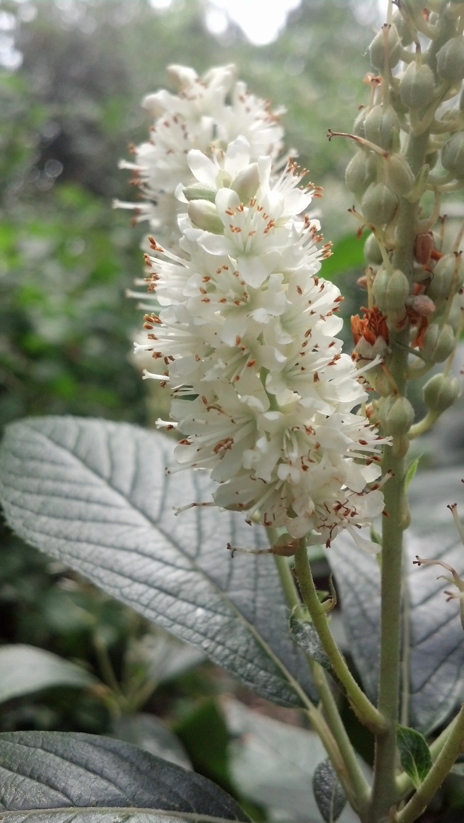 Clethra alnifolia Clethraceae