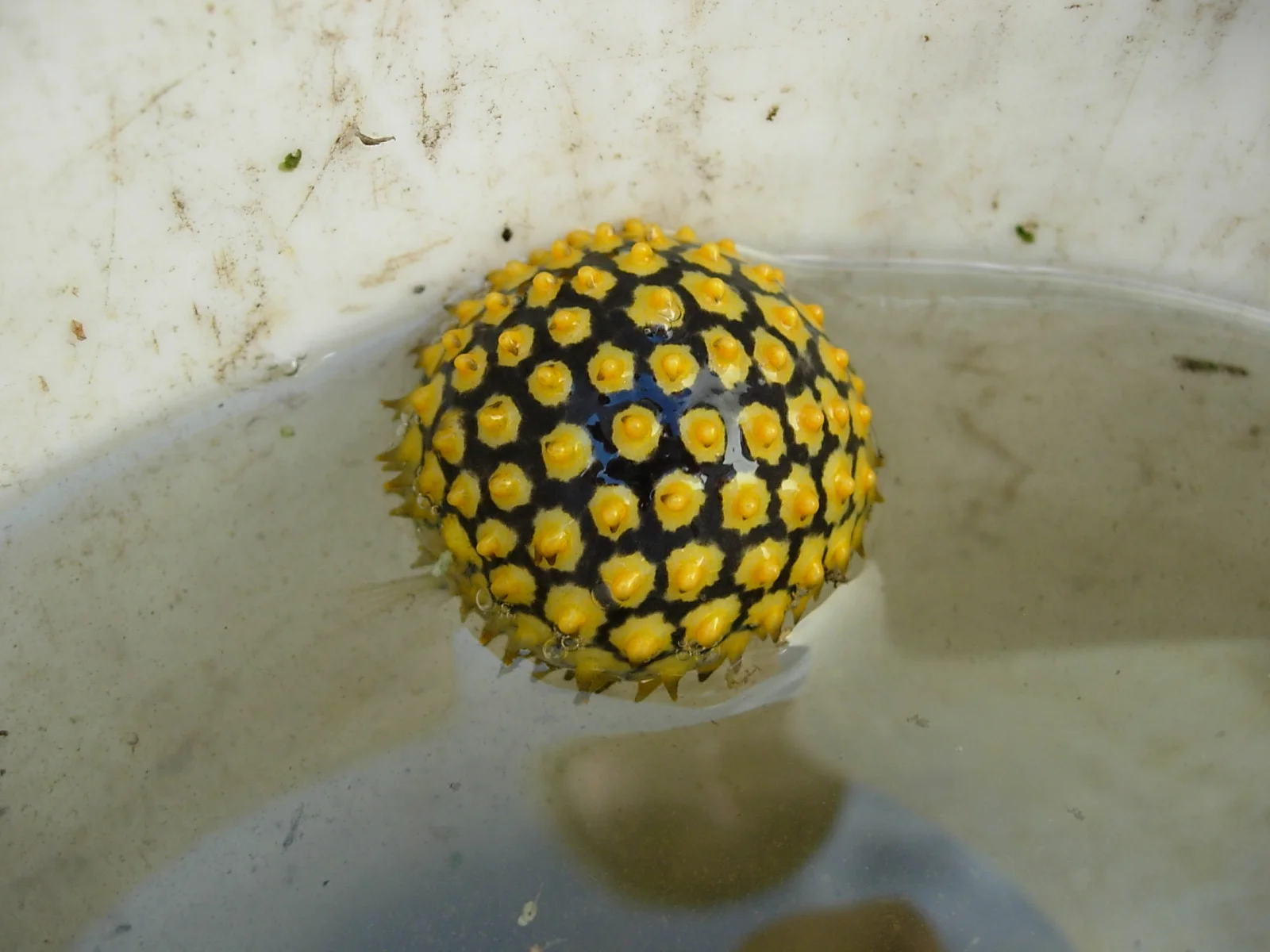 Pufferfish