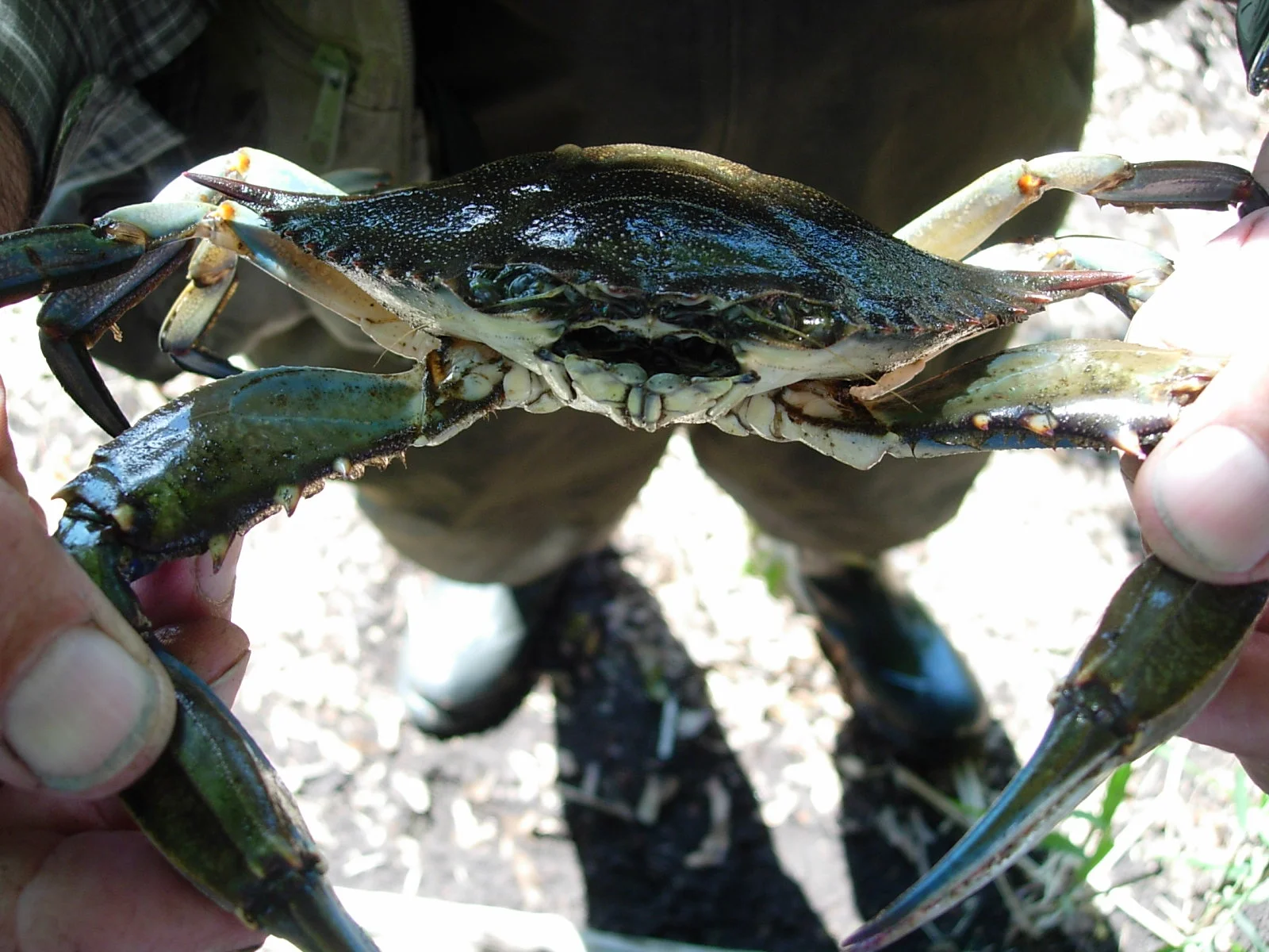 Atlantic blue crab Callinectes sapidus