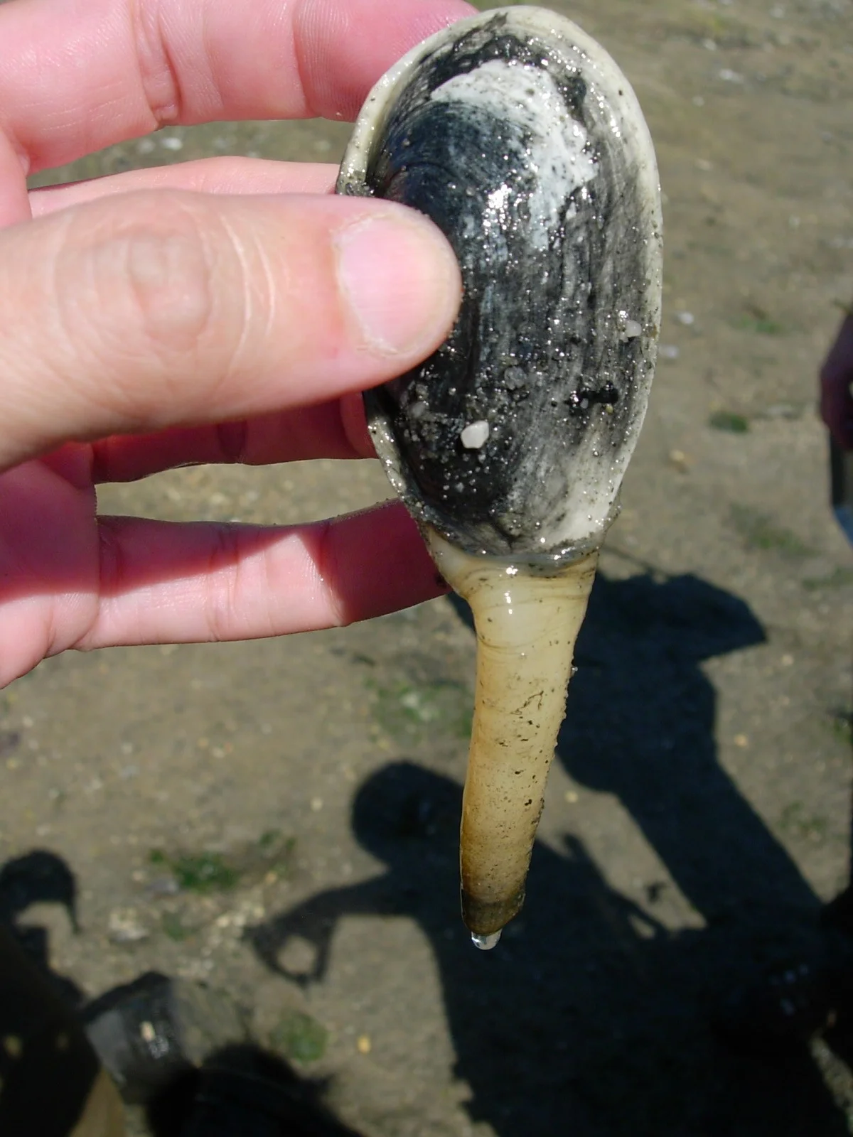 American soft-shell clam Mya arenaria