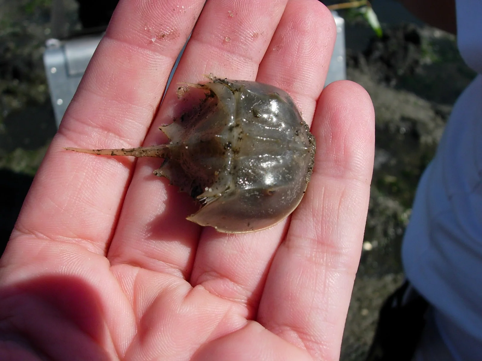 Horseshoe crab juvenile Limulus polyphemus