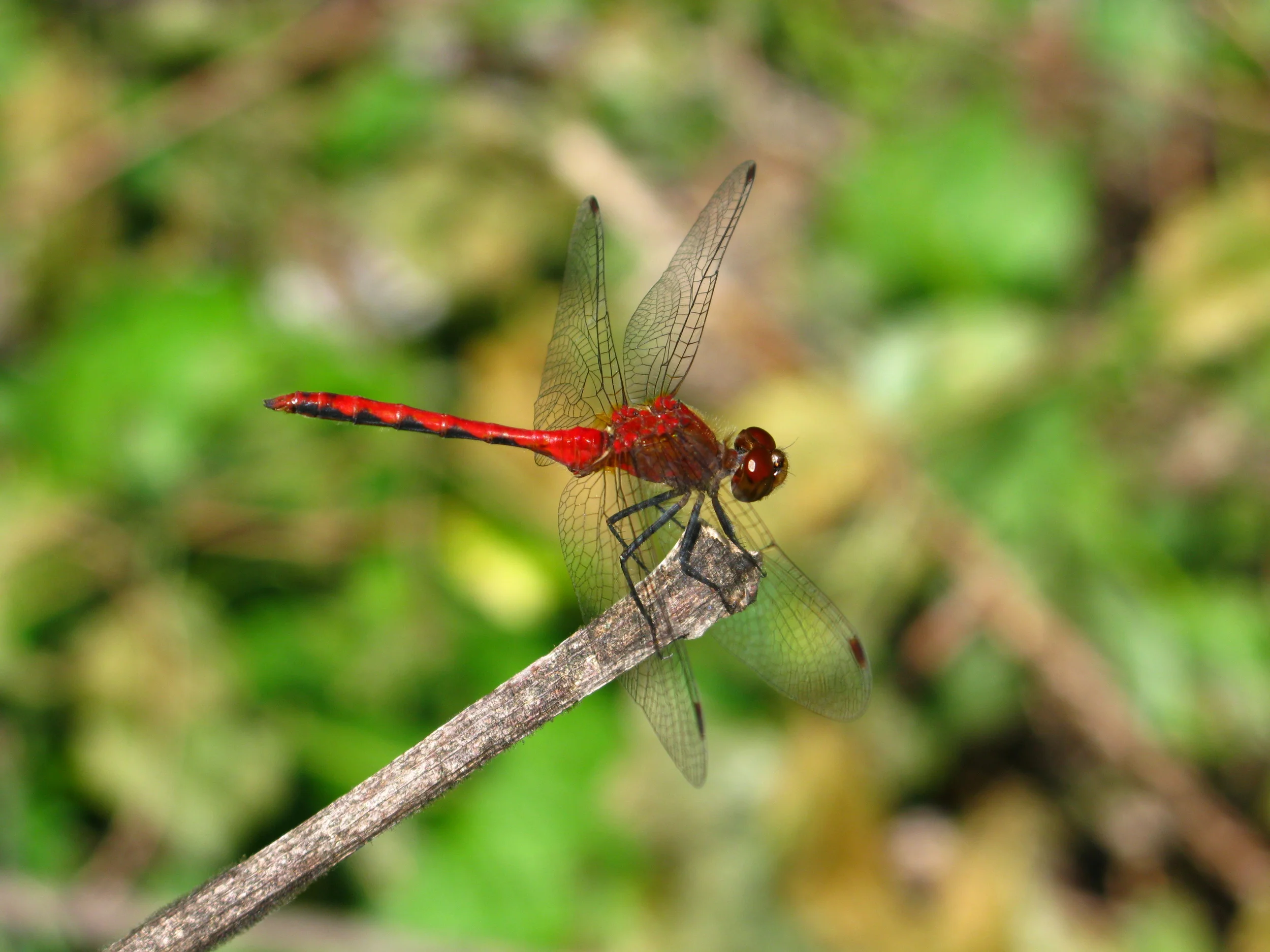 Ruby meadowhawk Sympetrum rubicundulum
