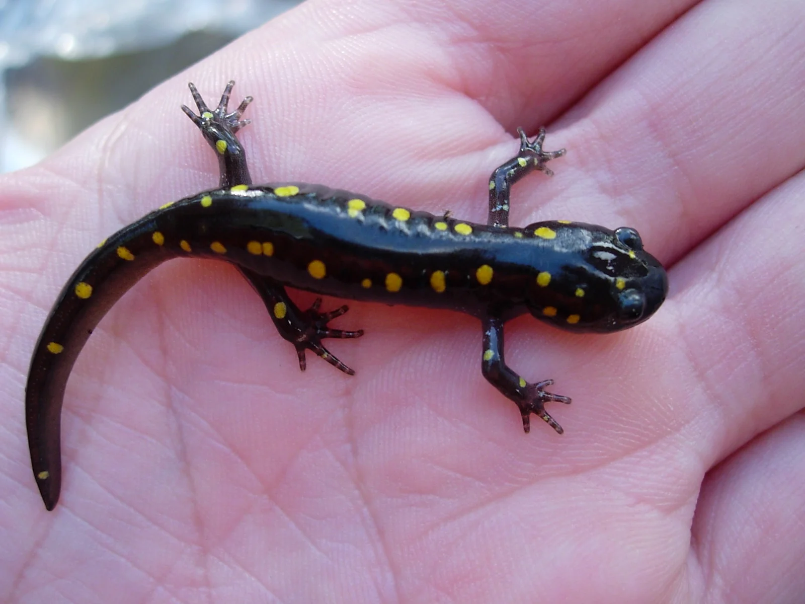 Spotted salamander Ambystoma maculatum