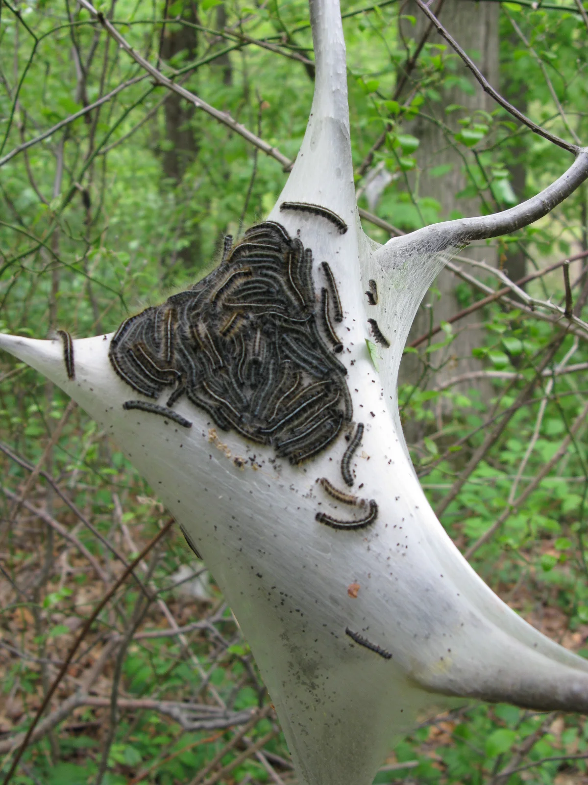 Eastern tent caterpillar Malacosoma americana