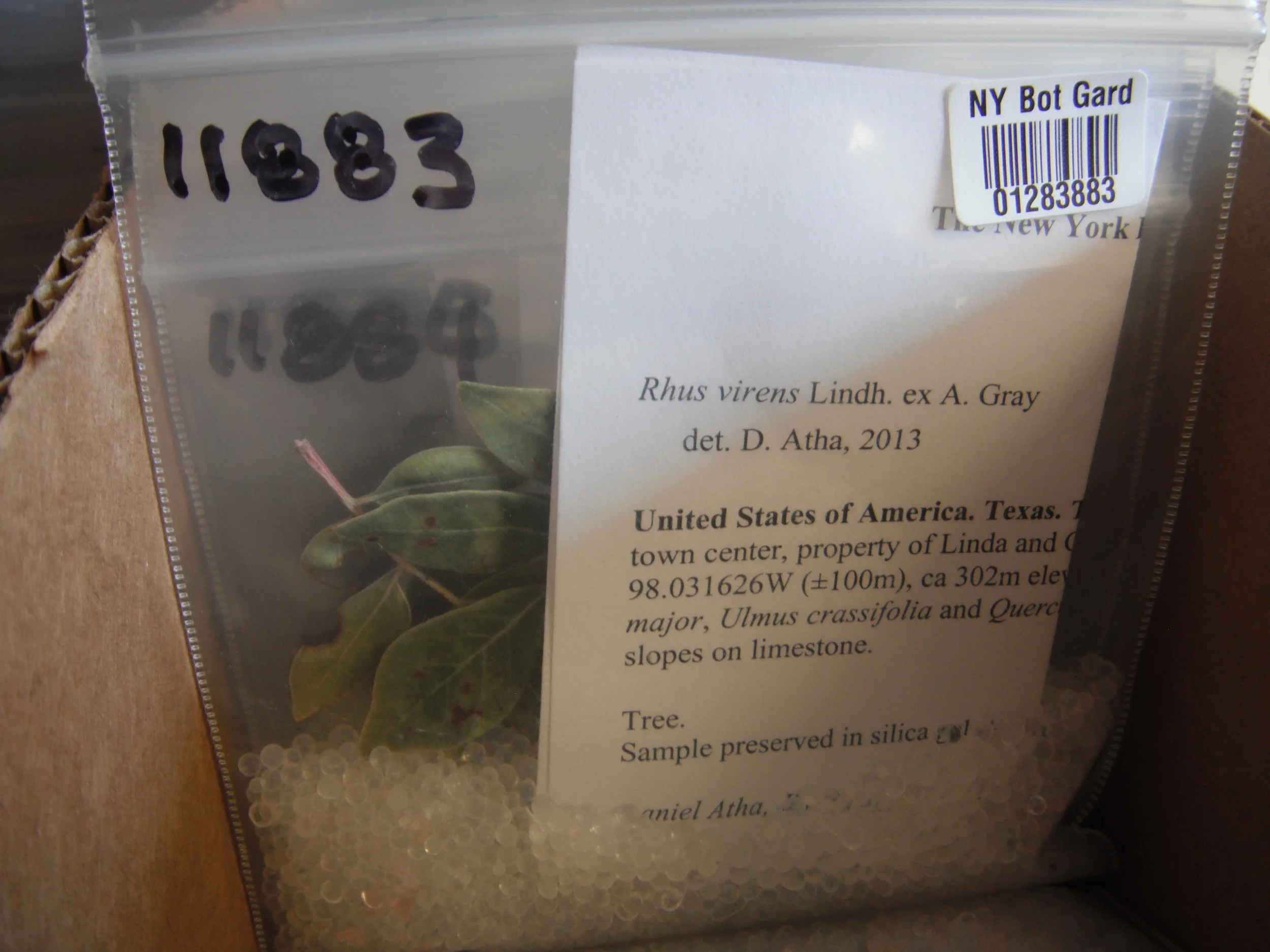 Tissue preserved in silica for DNA analysis