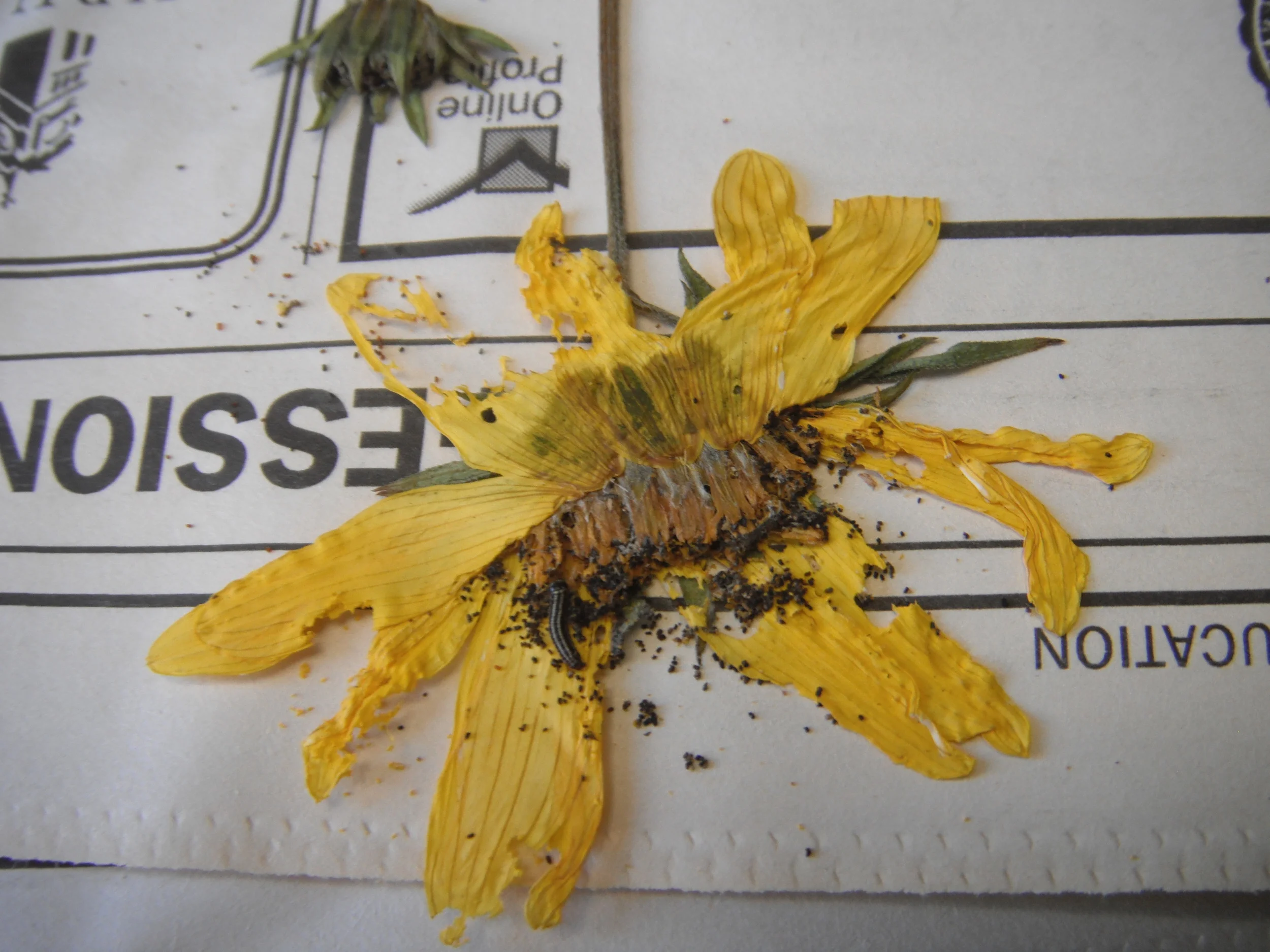 Dermestid beetle feeding on my sunflower specimen