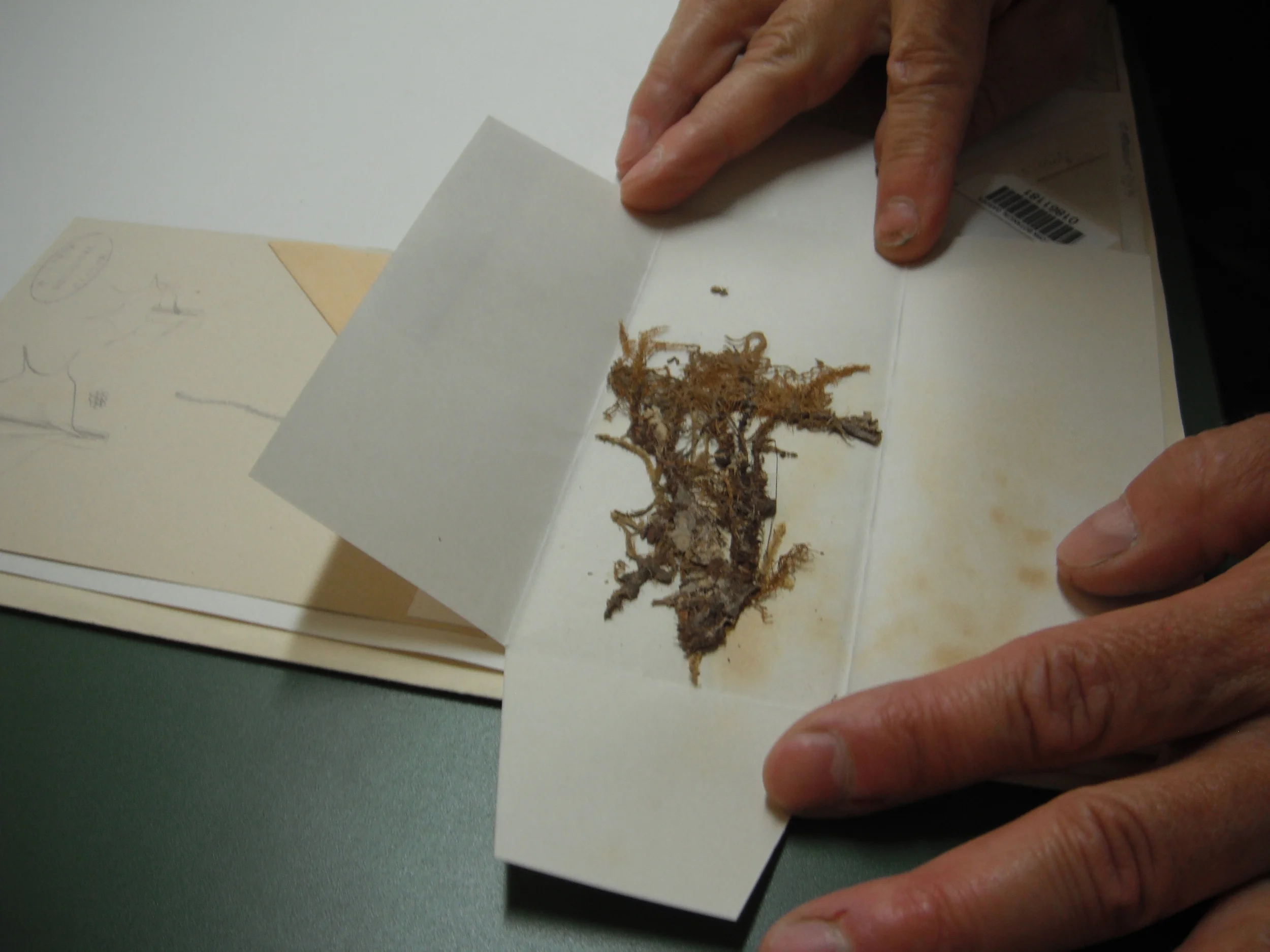 A moss collected by Darwin