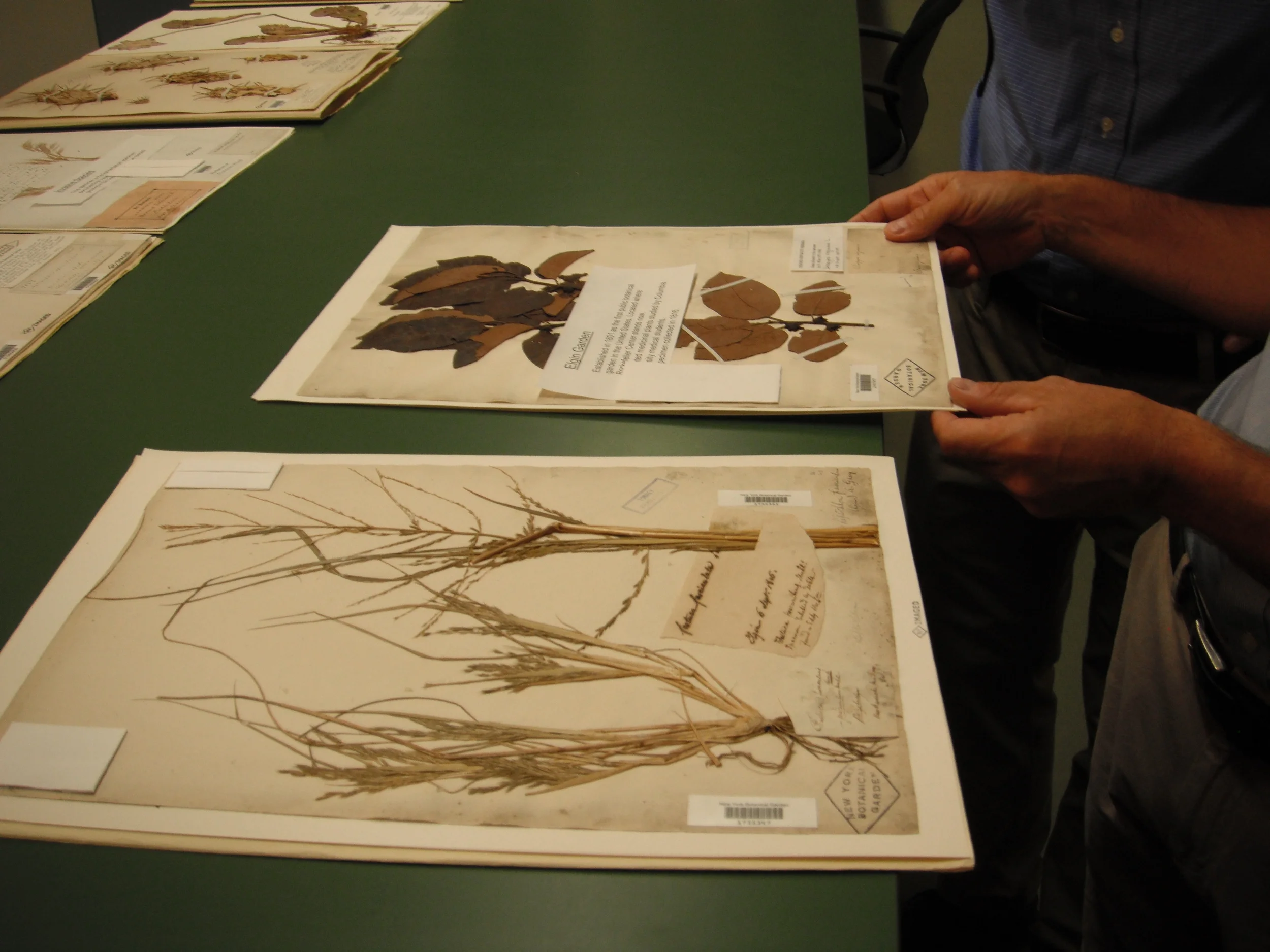 Some of the oldest specimens in the collection