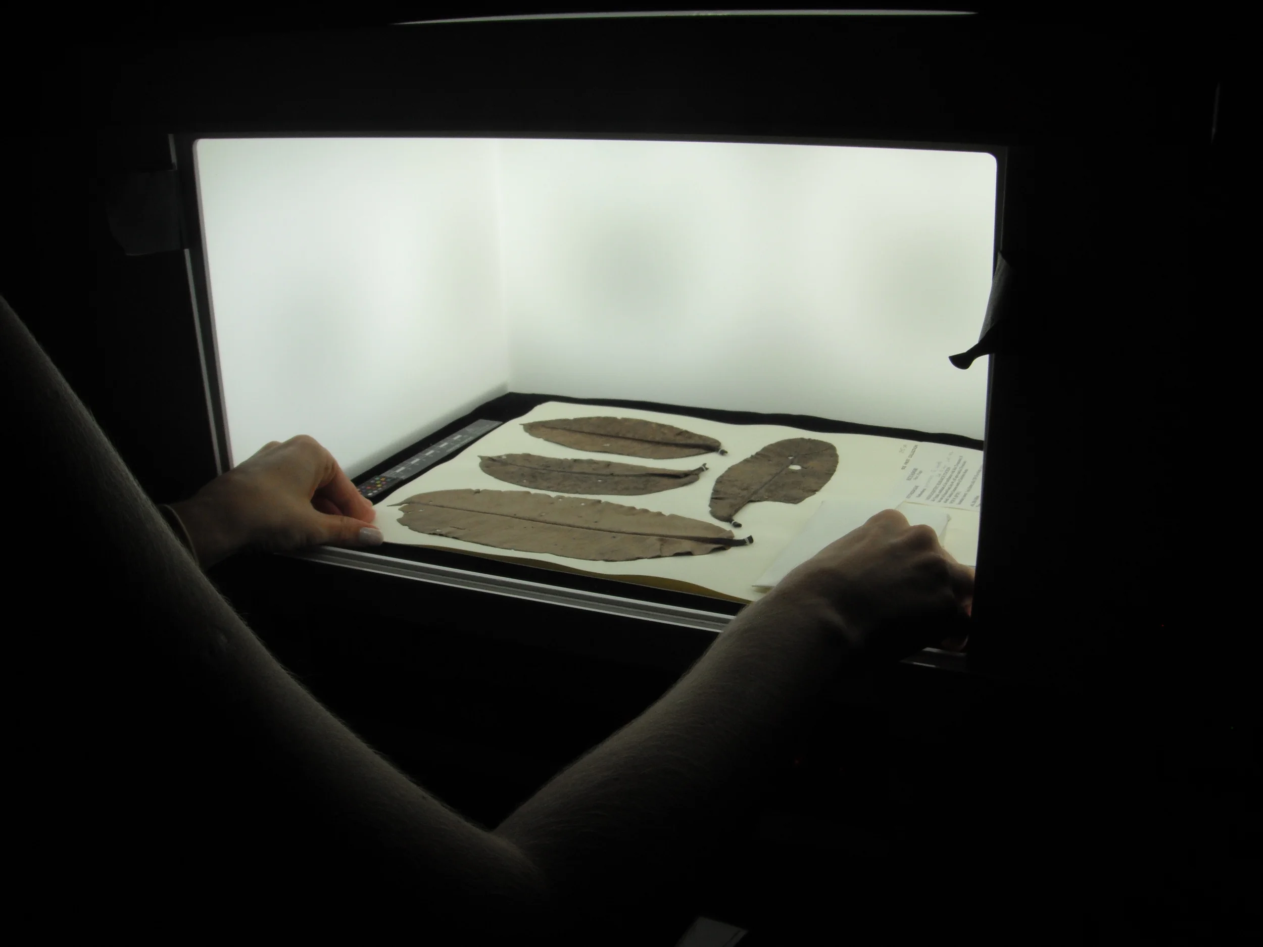 Preparing a specimen to be photographed