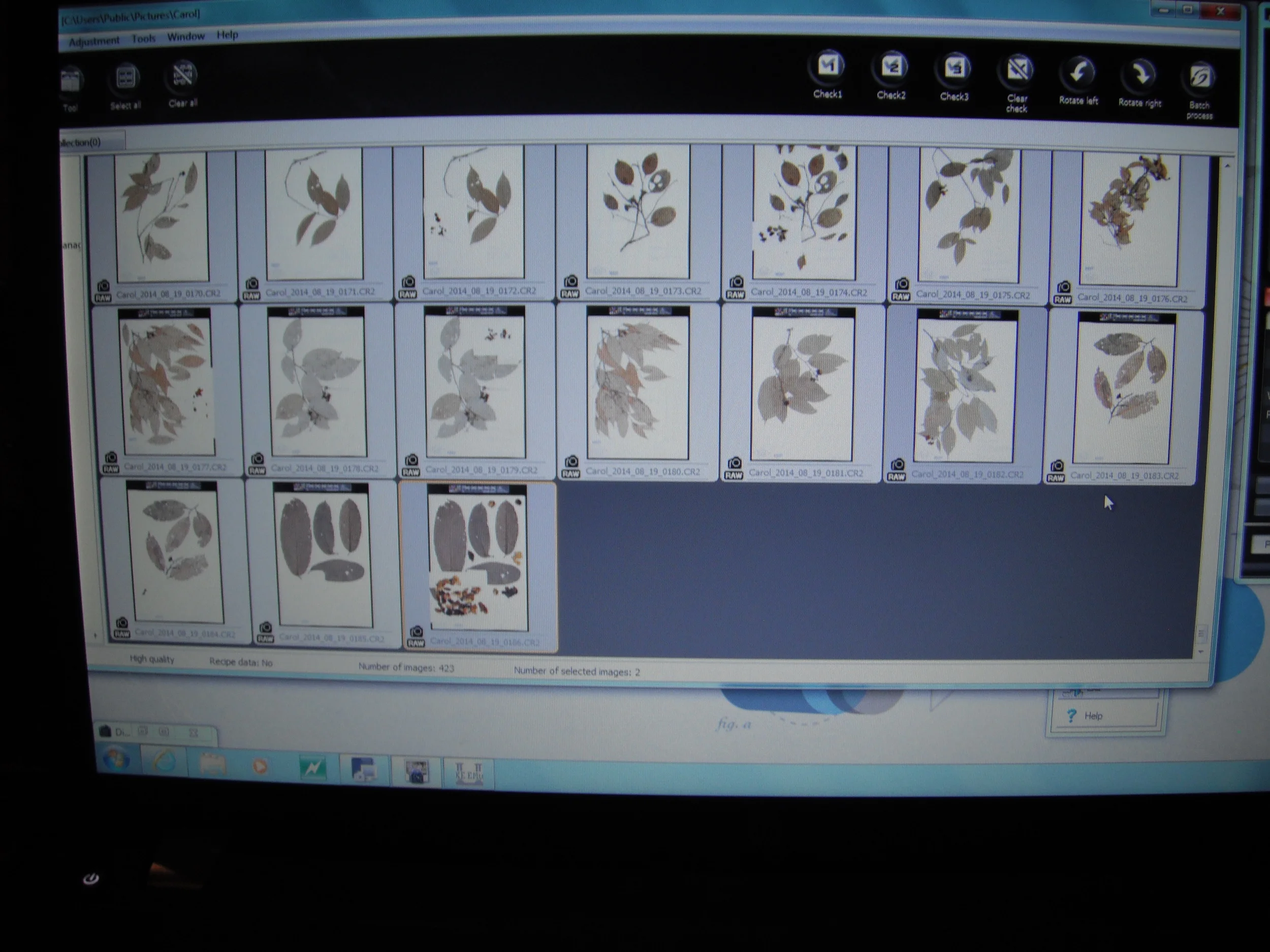 Photos of specimens to be added to database