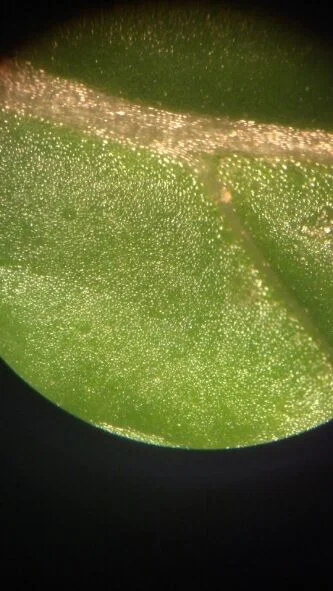 Oil glands in a mint leaf ( Mentha sp.)