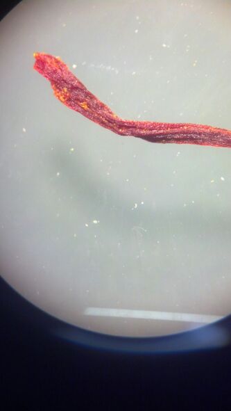 Saffron is the stigma (female organ) of the saffron crocus ( Crocus sativa )