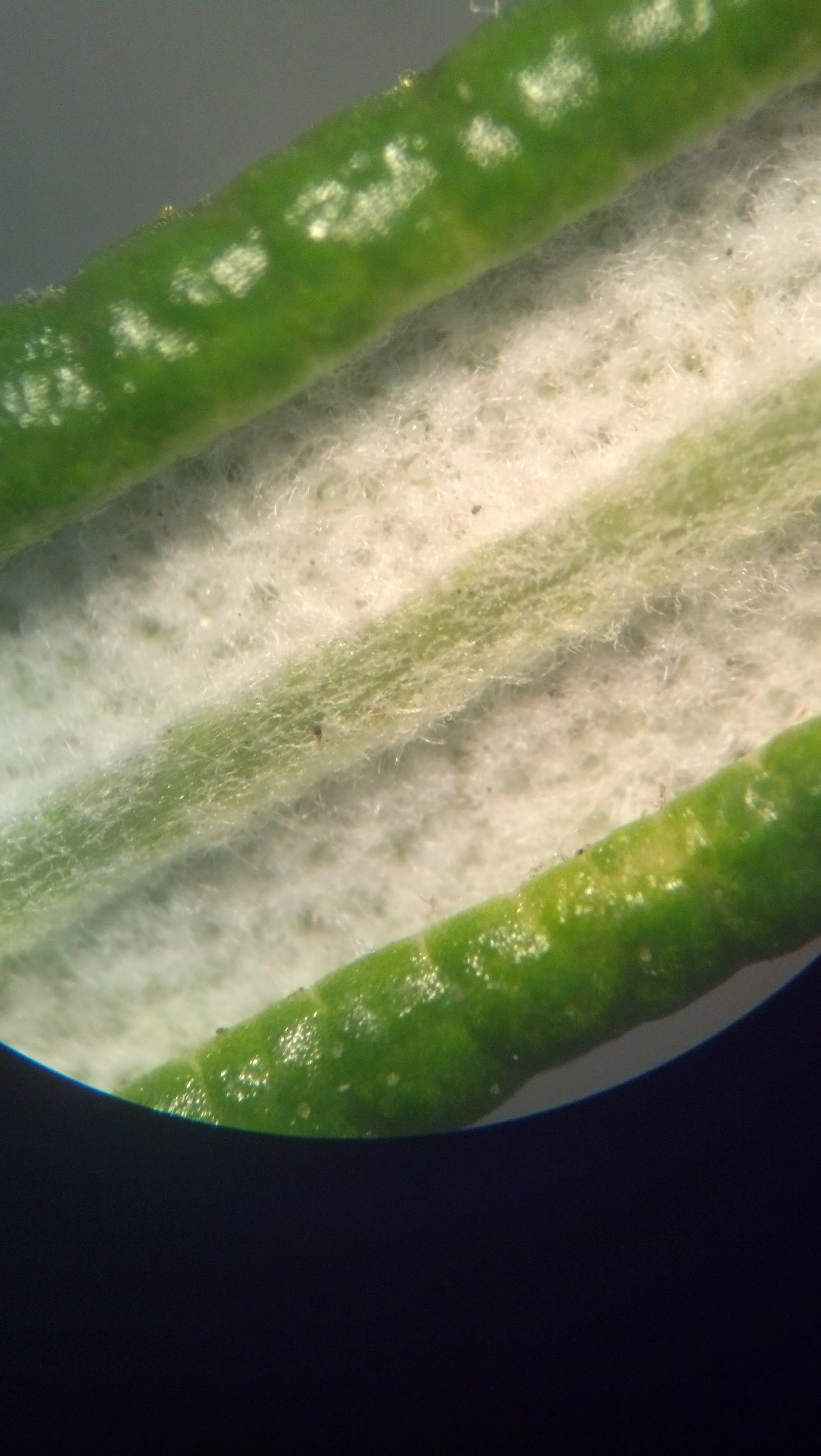 Oil glands and trichomes (hairs) on the underside of a rosemary leaf ( Rosmarinus sp.)