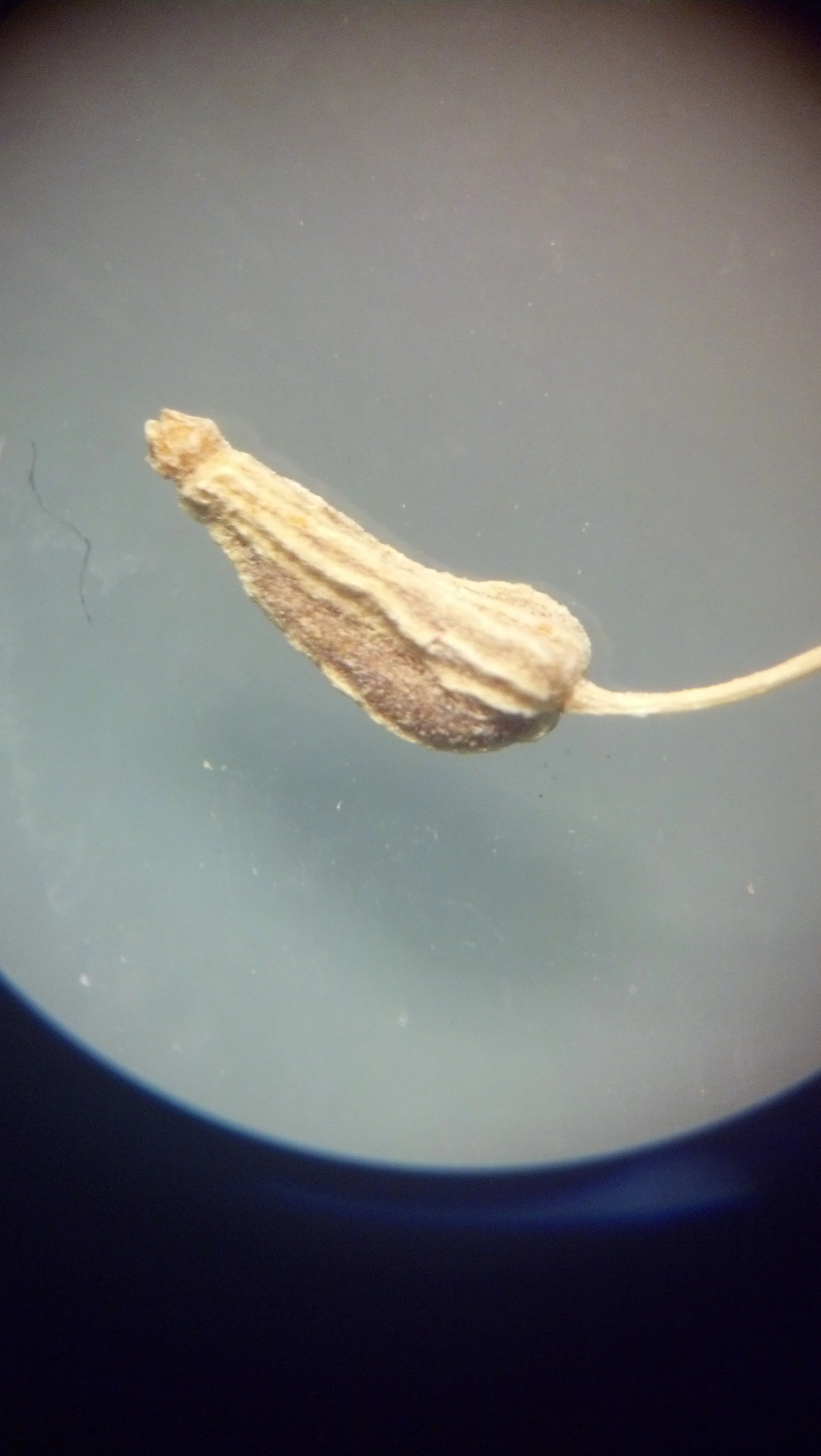 Anise seed with the stigma (female organ) still persisting ( Pimpinella anisum )