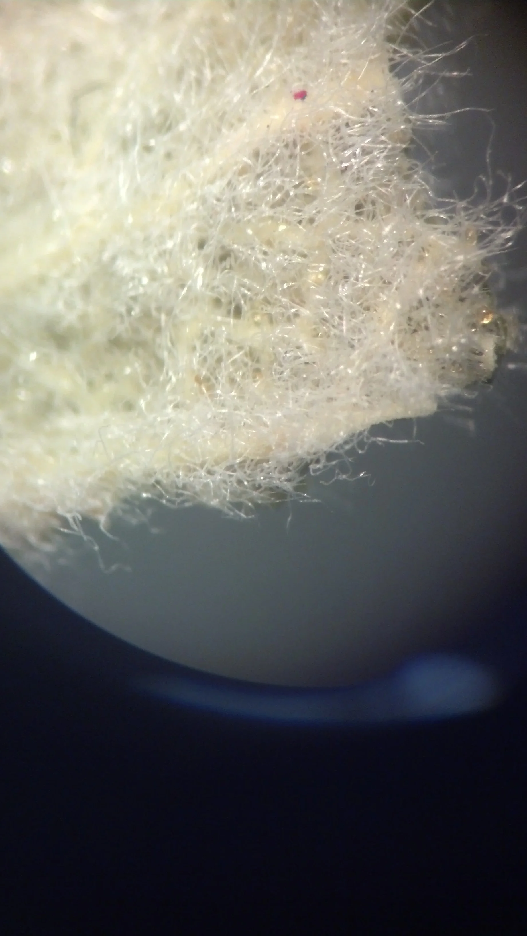 Oil glands on the leaf of Thyme ( Thymus vulgaris )