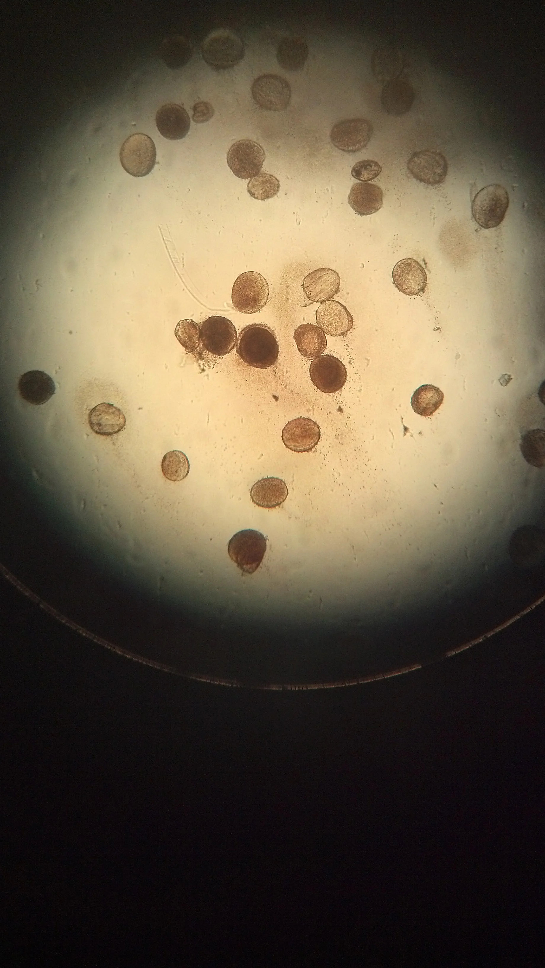 Gladiola pollen