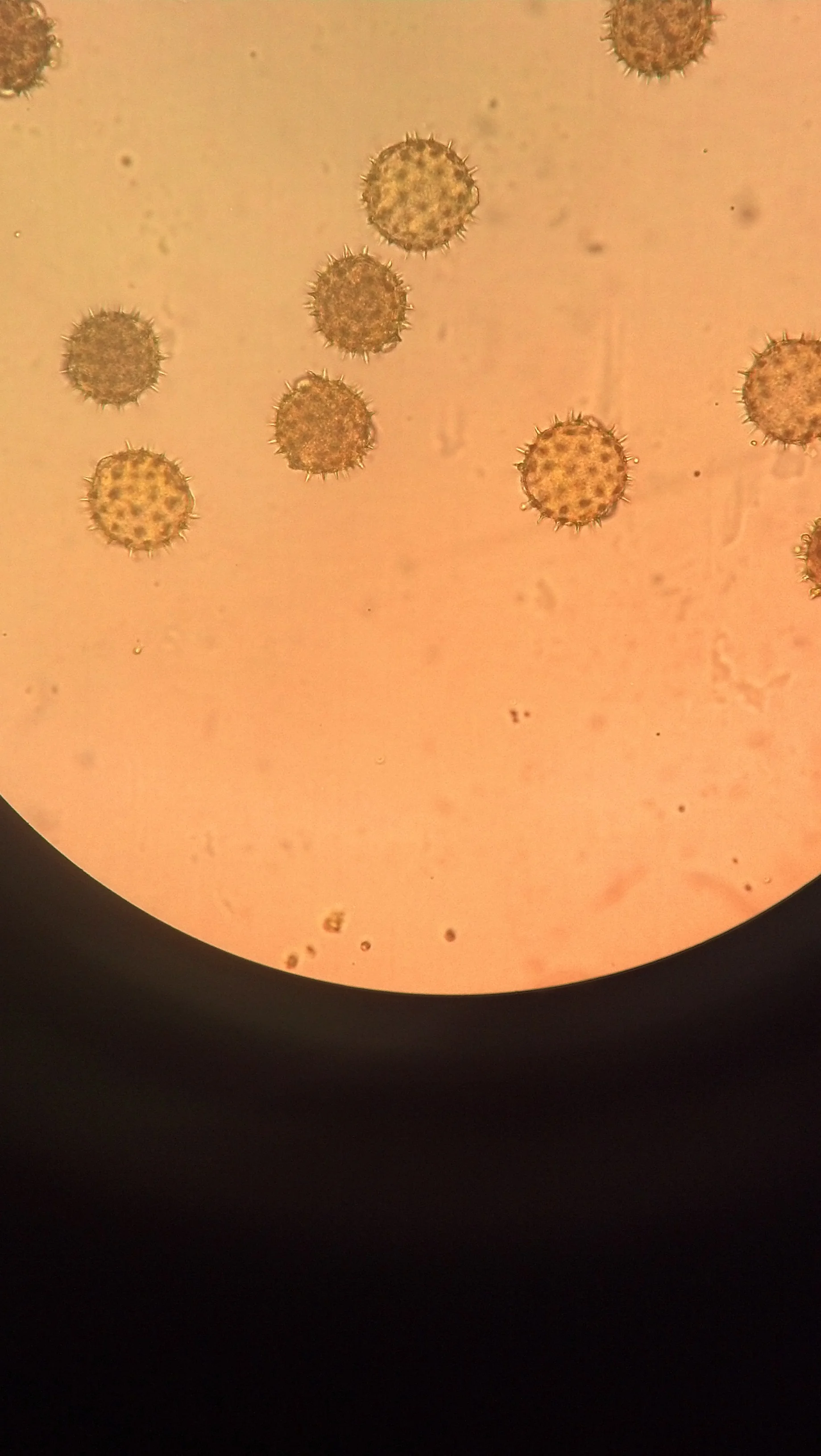 Sunflower pollen