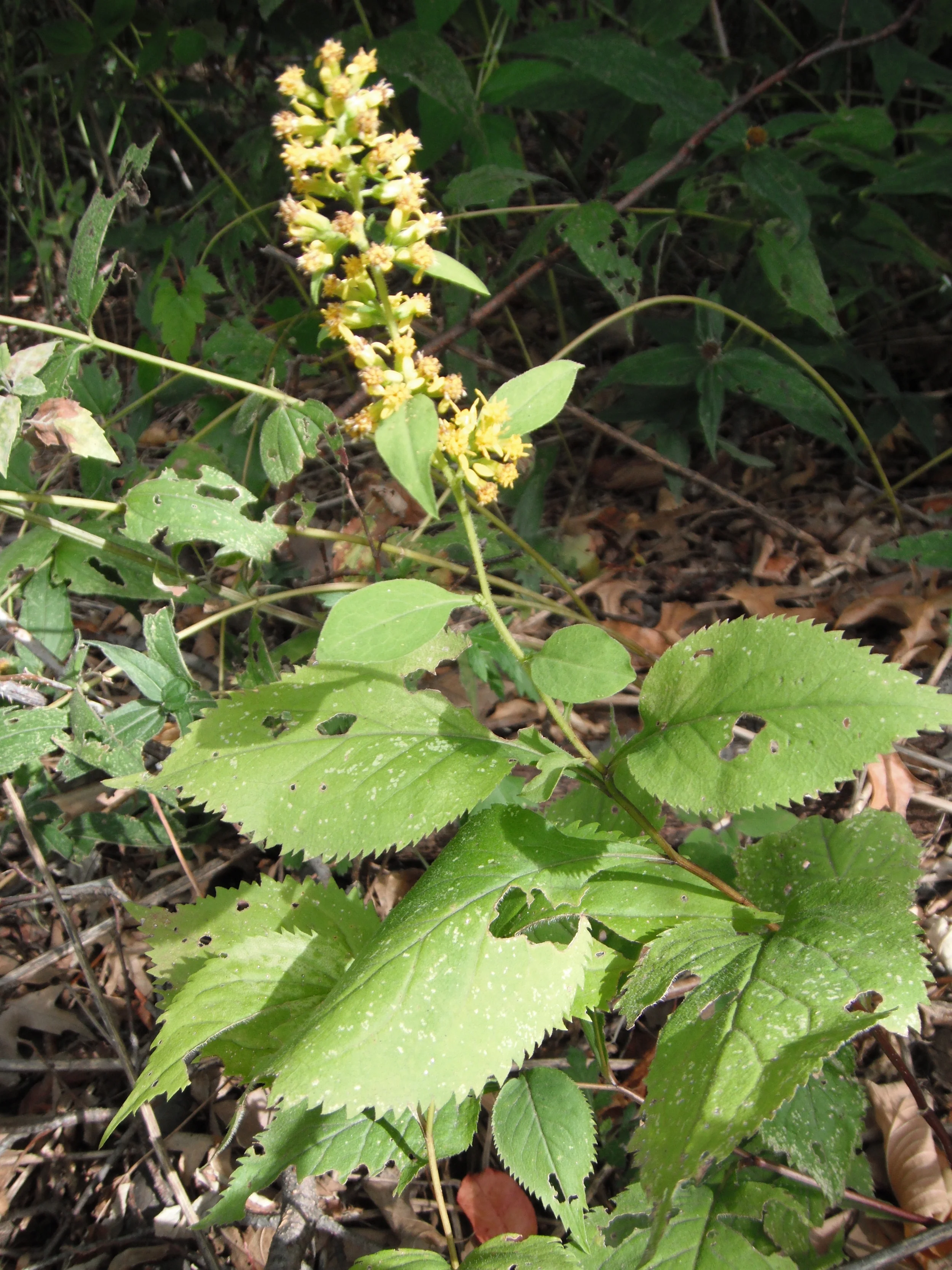 Solidago macrophylla (Asteraceae) Large-leaved goldenrod