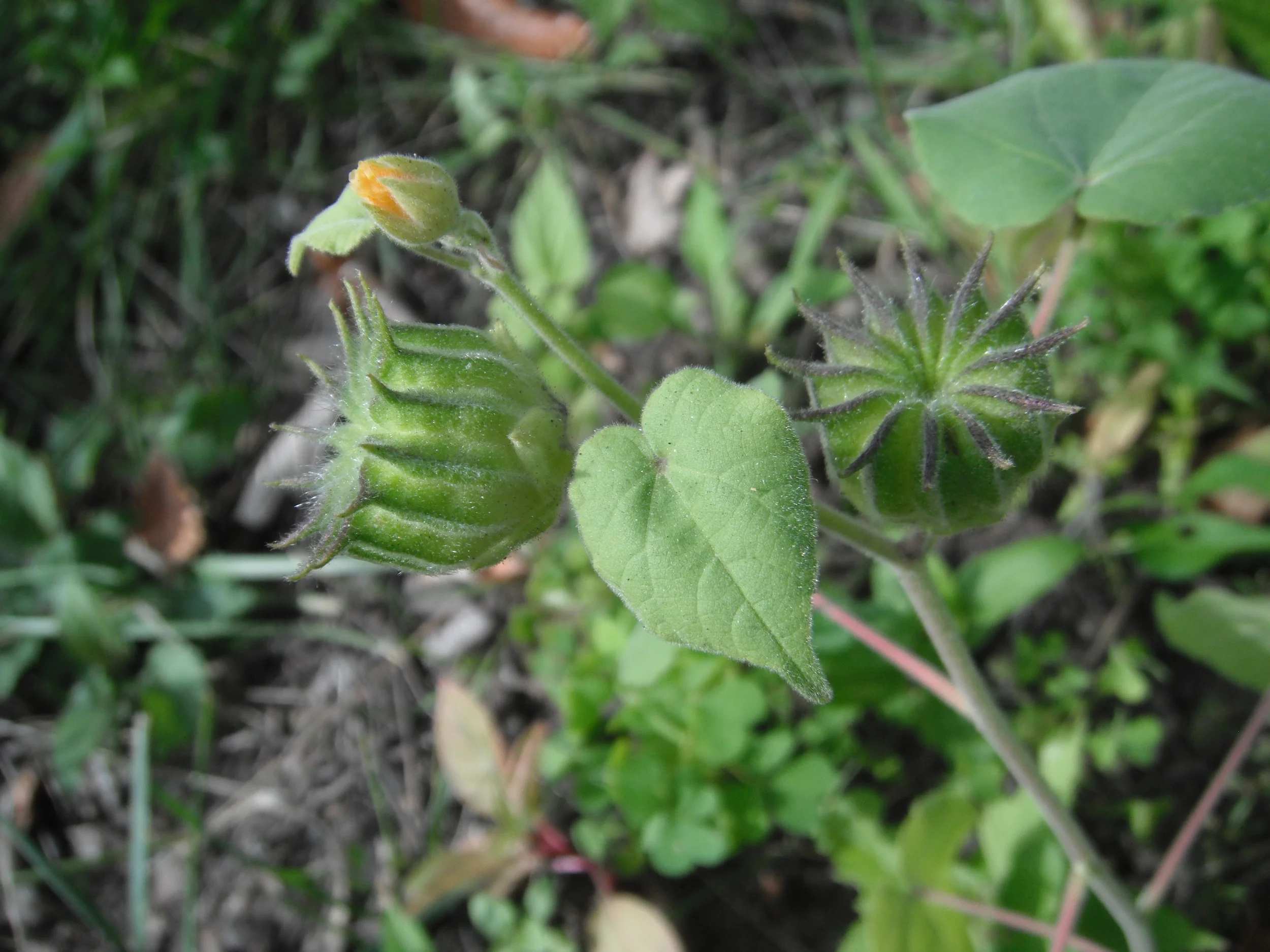 Abutilon theophrasti (Malvaceae) velvetleaf
